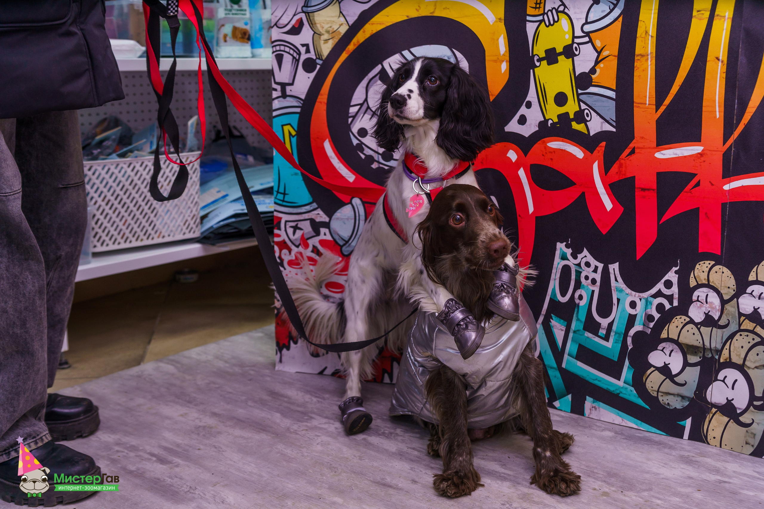 Мистер Гав -13 лет!. Фотограф Челябинск · Ольга Серебрякова
