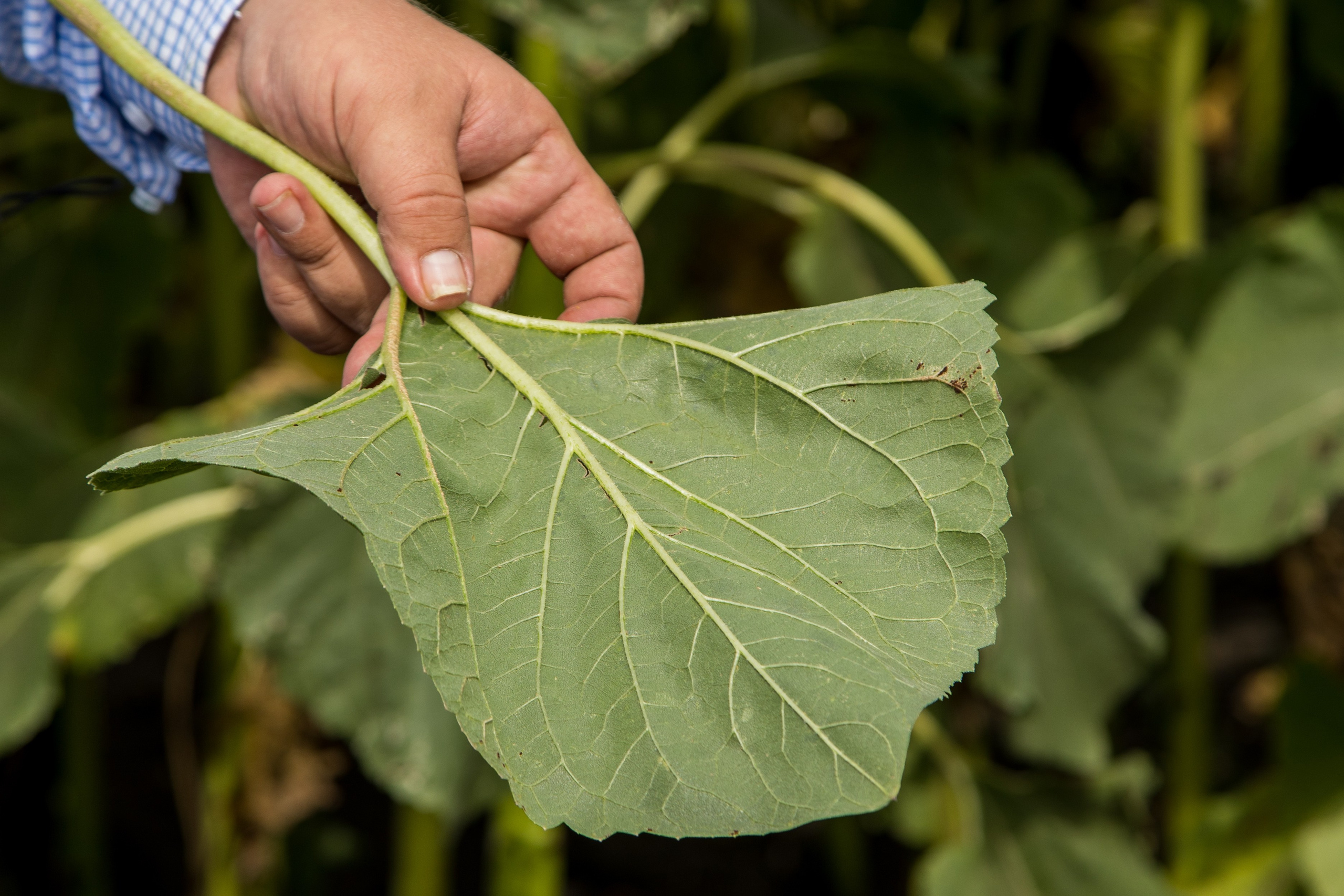 Решения для сельского хозяйства BASF 16.08.2022. Владислав Волков | Фотография и видеосъемка в Воронеже