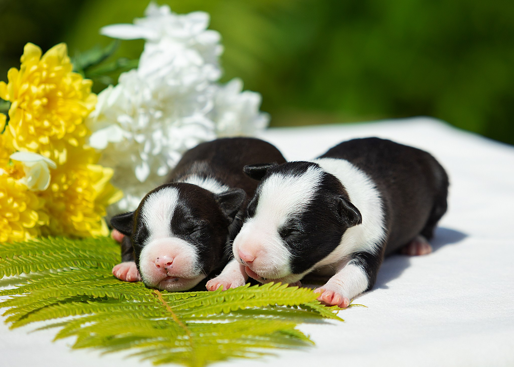 Puppies. Фотограф-анималист в Москве Евгения Старостина