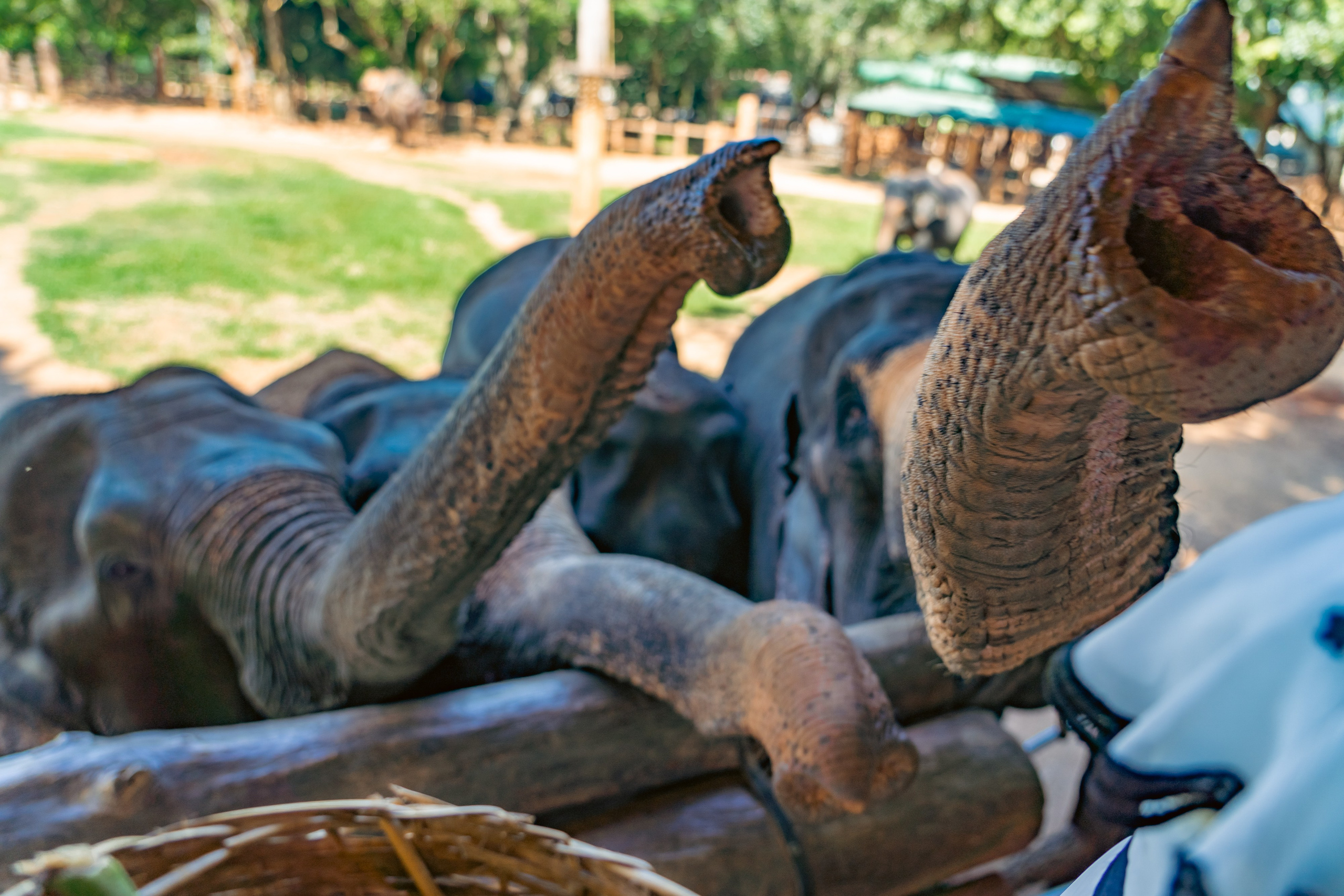 Promo content shooting for Ceylon Forward Tours