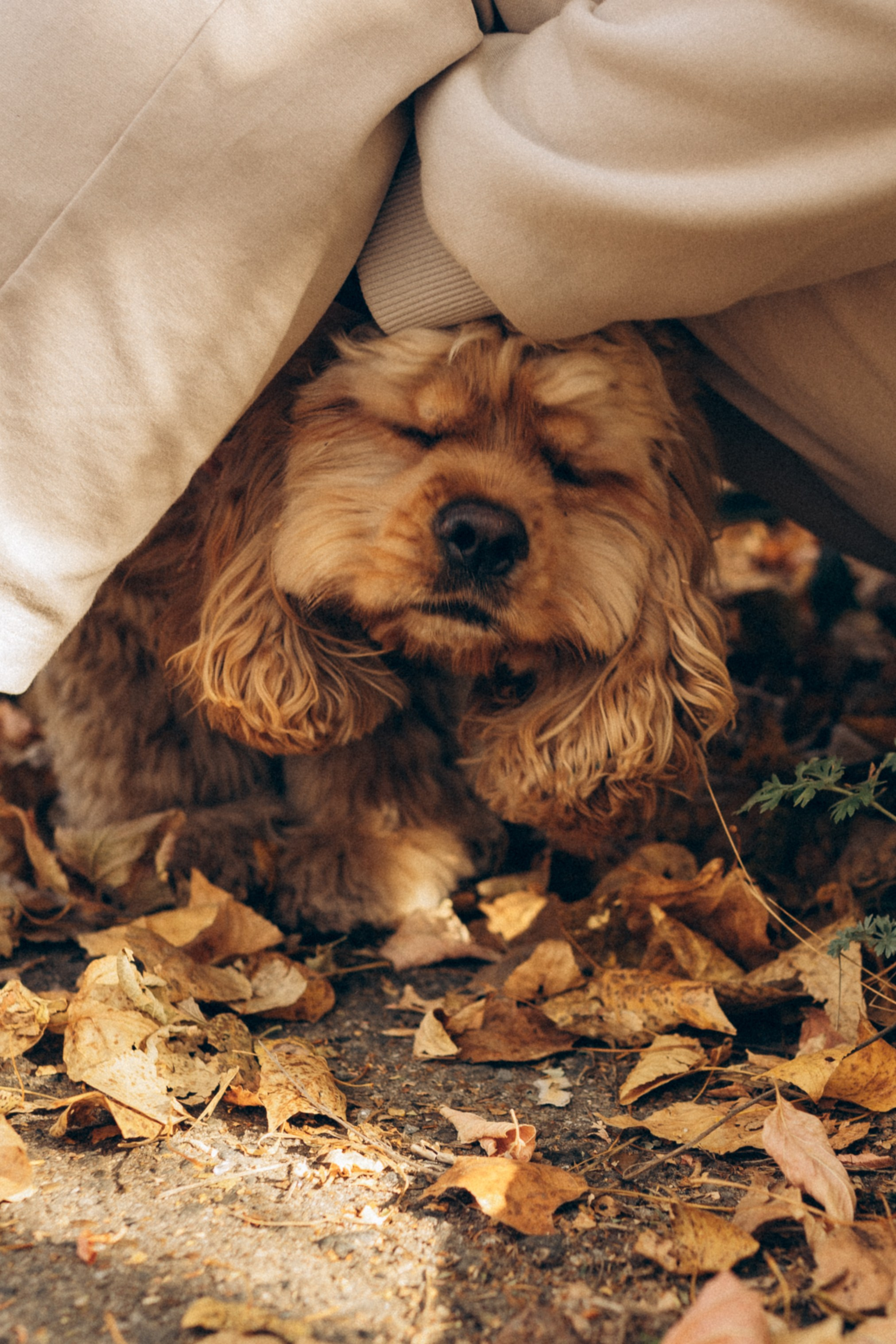 Саша Леся и Чипс. Свадебный фотограф Казань