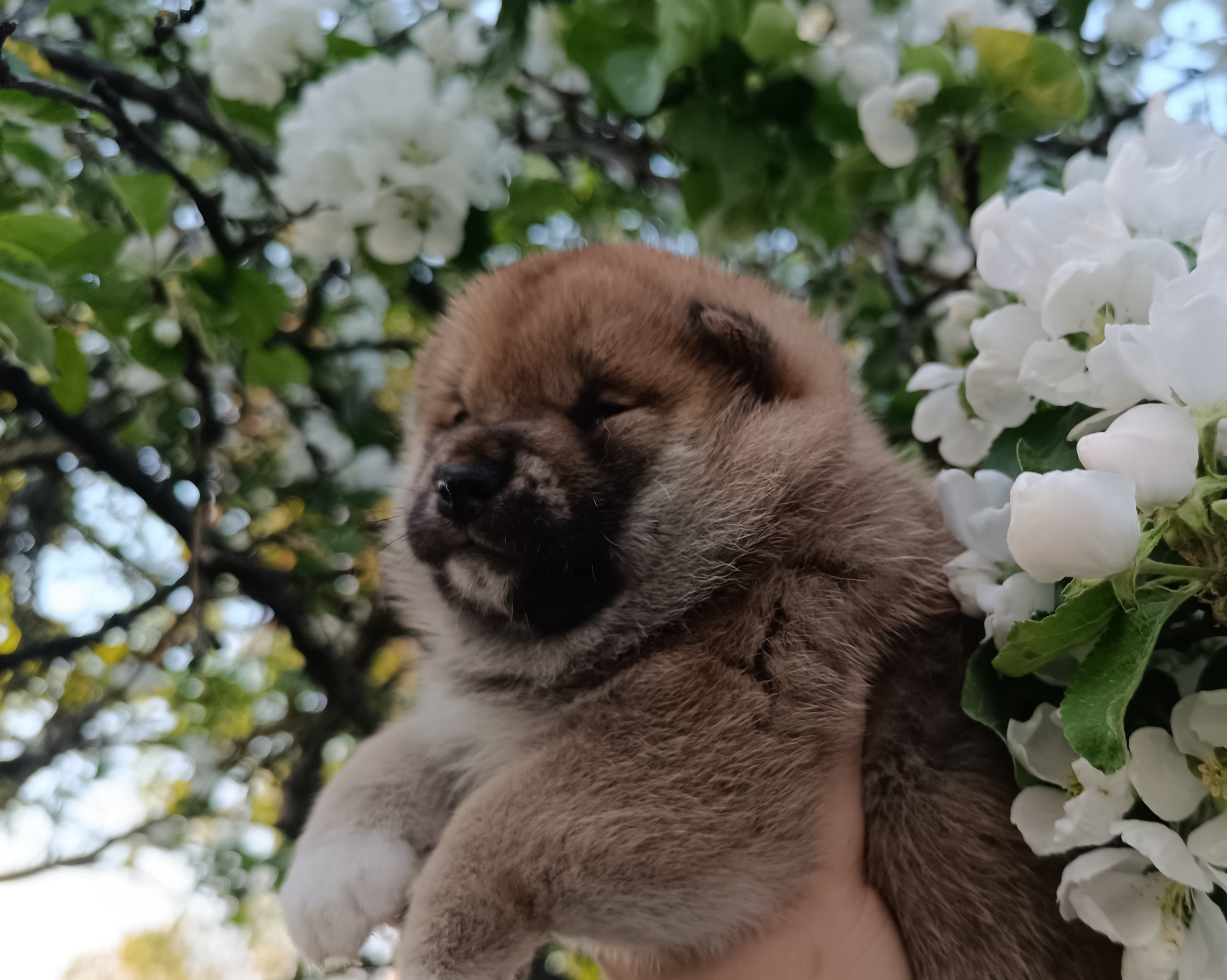 сиба питомник Рубилайт щенки на продажу rubylight  сиба щенки купить СПб Санкт-Петербург 