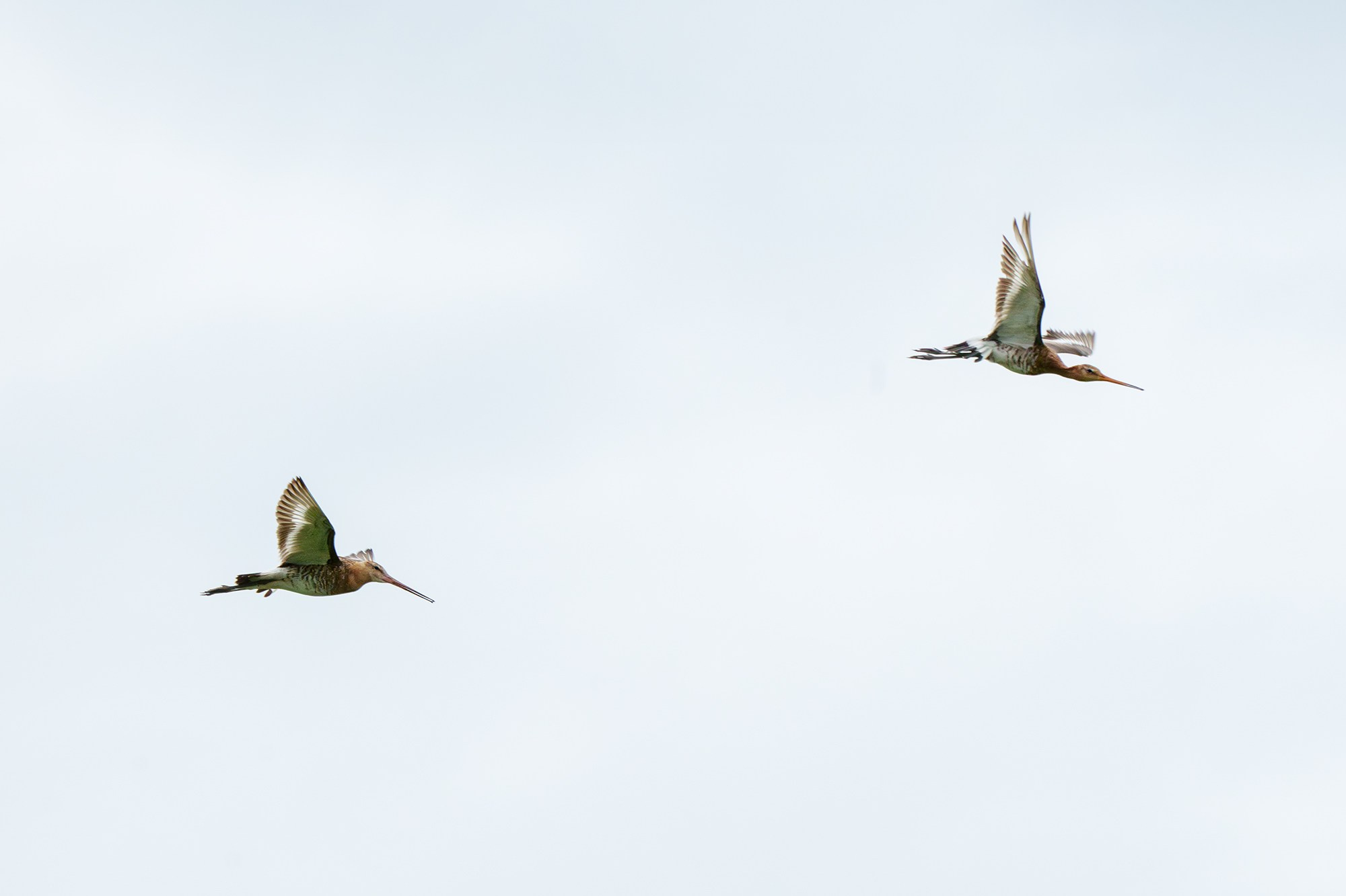 Удивительные мир птиц. Вокруг нас столько прекрасного — присмотритесь!. Ваш личный фотограф Марина Волкова