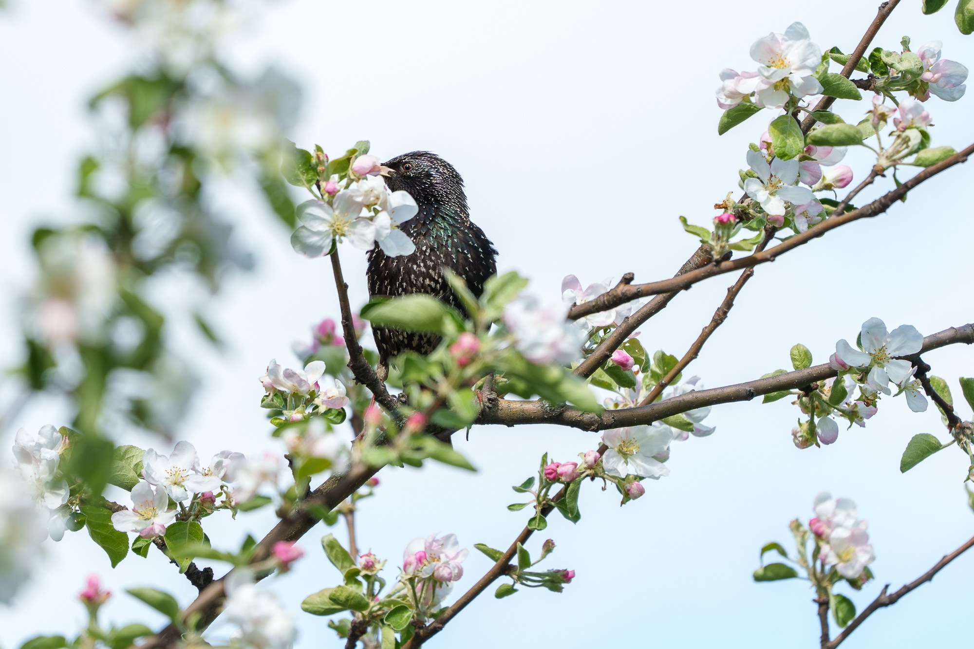 Удивительные мир птиц. Вокруг нас столько прекрасного — присмотритесь!. Ваш личный фотограф Марина Волкова