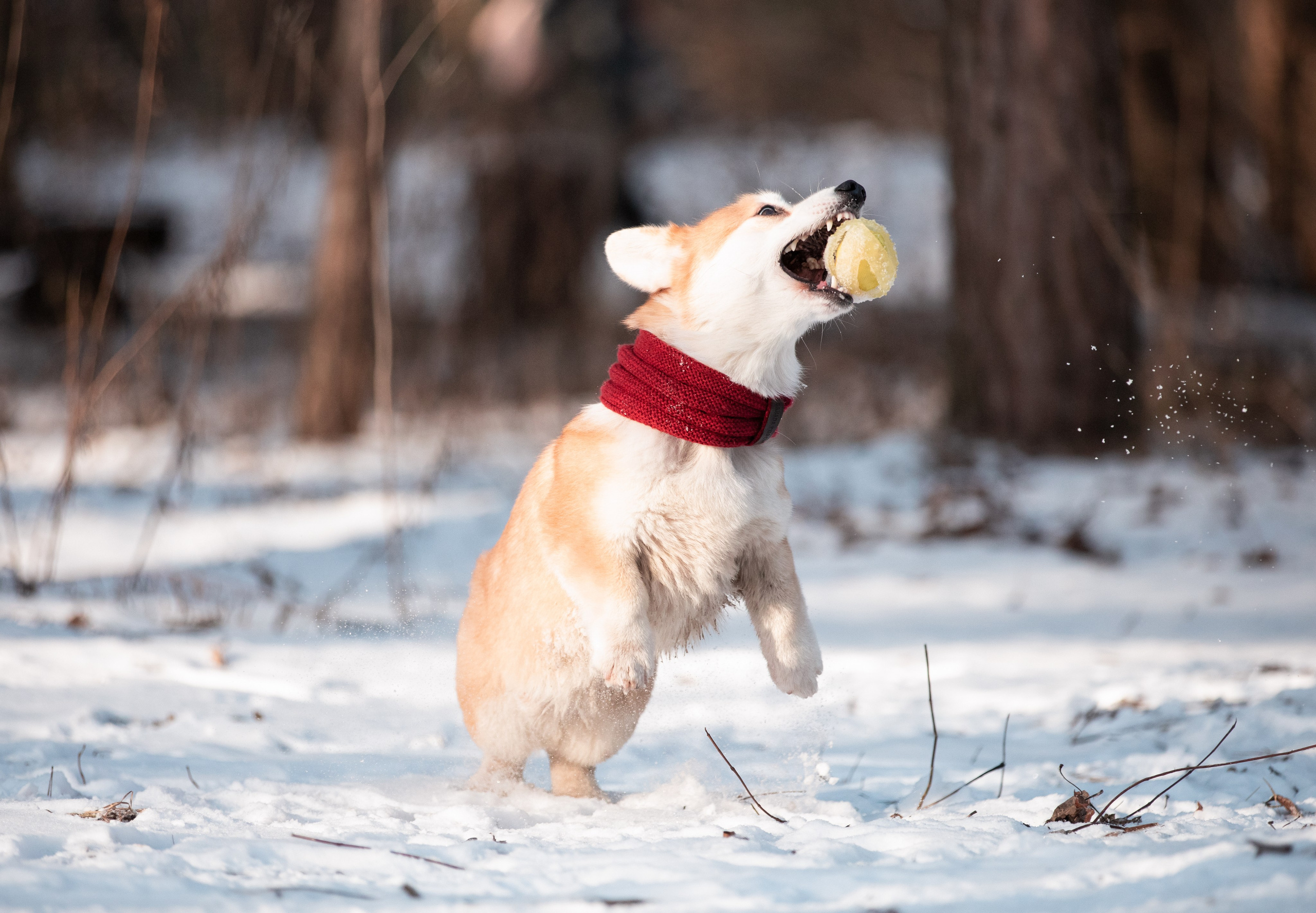 Даша и Дживс. Фотограф-анималист Смирнова Клеопатра|Москва