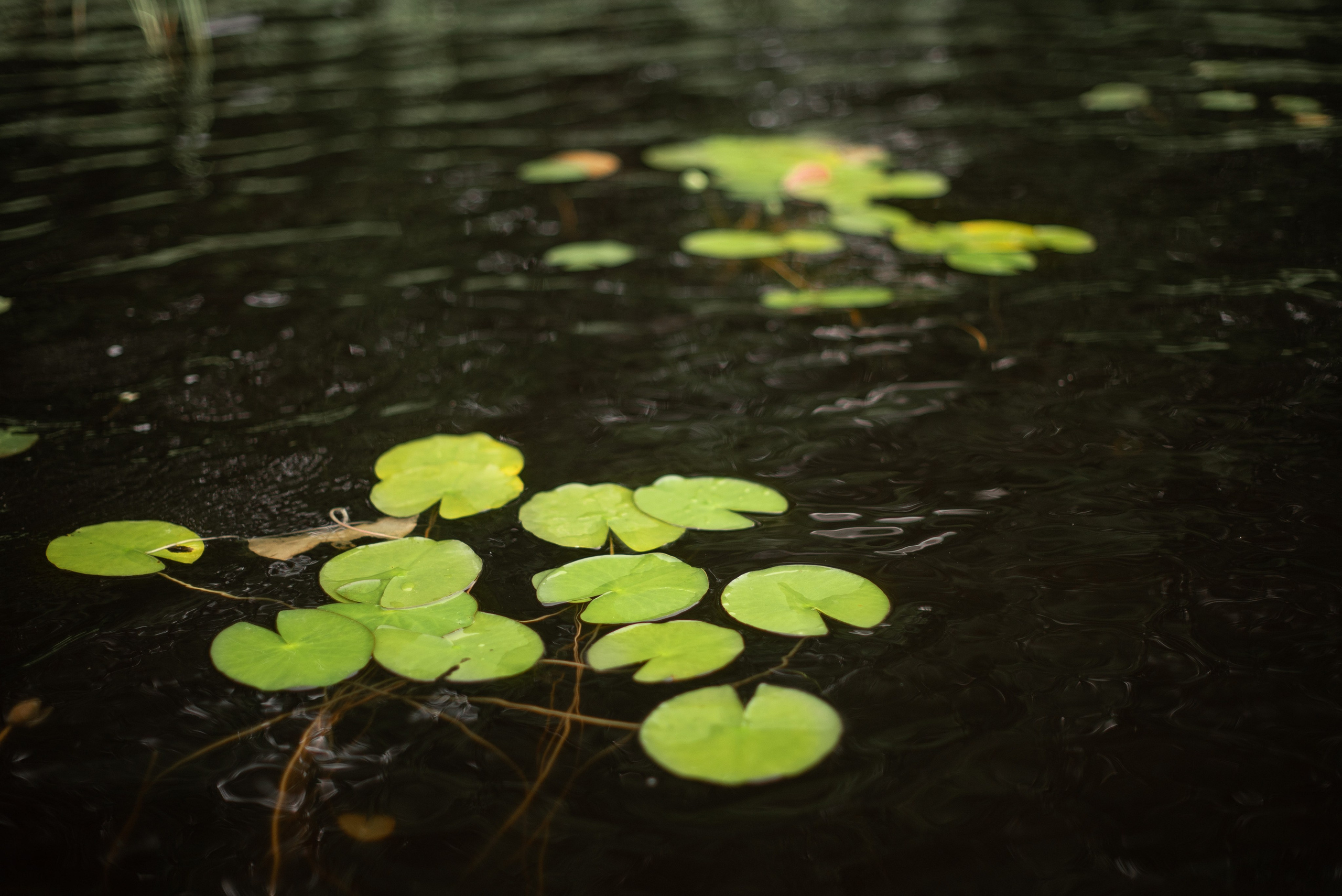 Алина & Владимир. Фотограф Кирилл Ряховский
