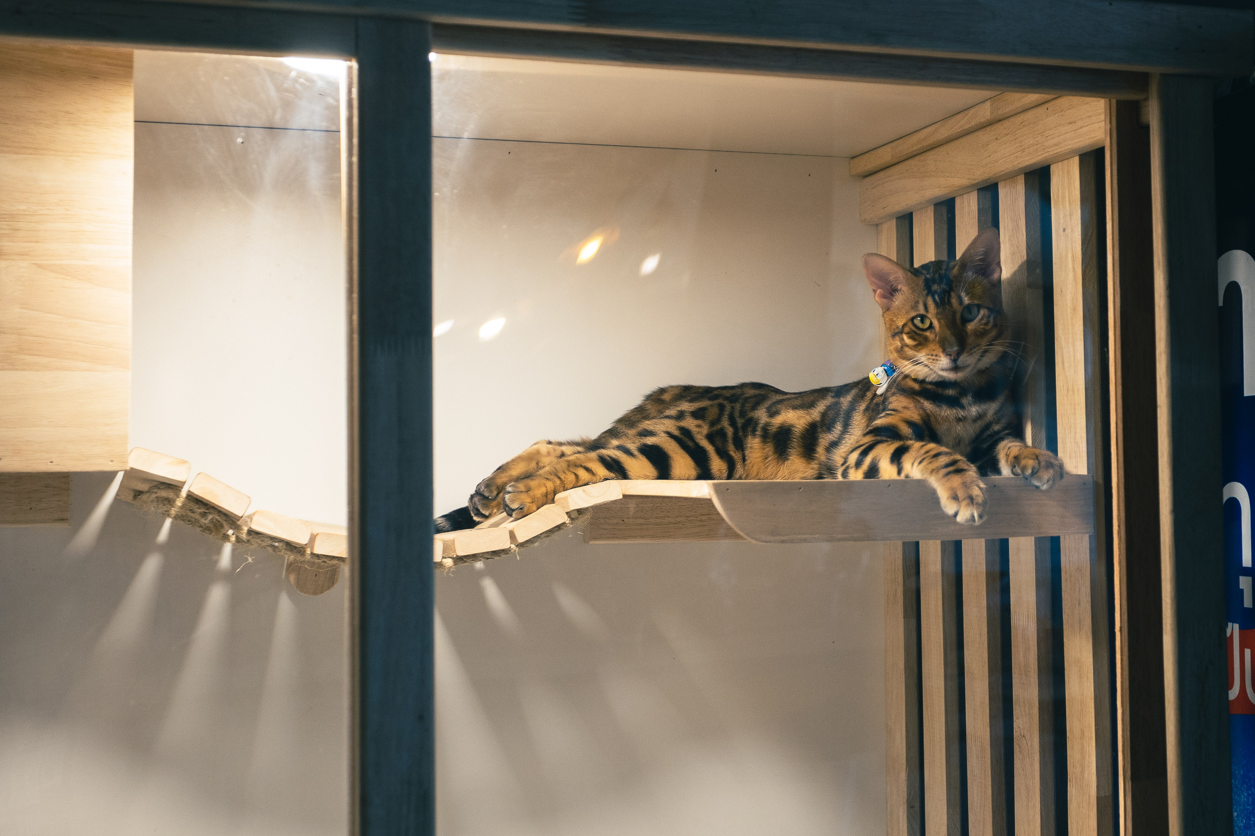 Cazz Cafe. Фотограф Сонкина Татьяна