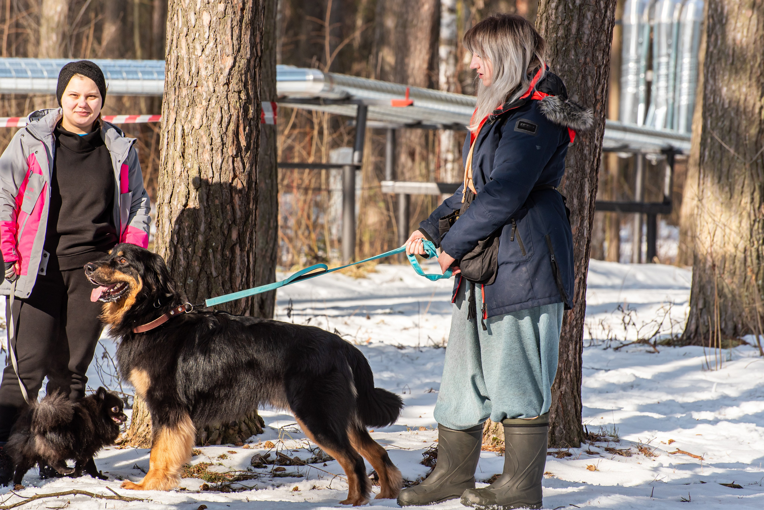 Фотосъёмка с собаками в Кинологическом лагере. Фотограф Макс Огурцов в Нижнем Новгороде