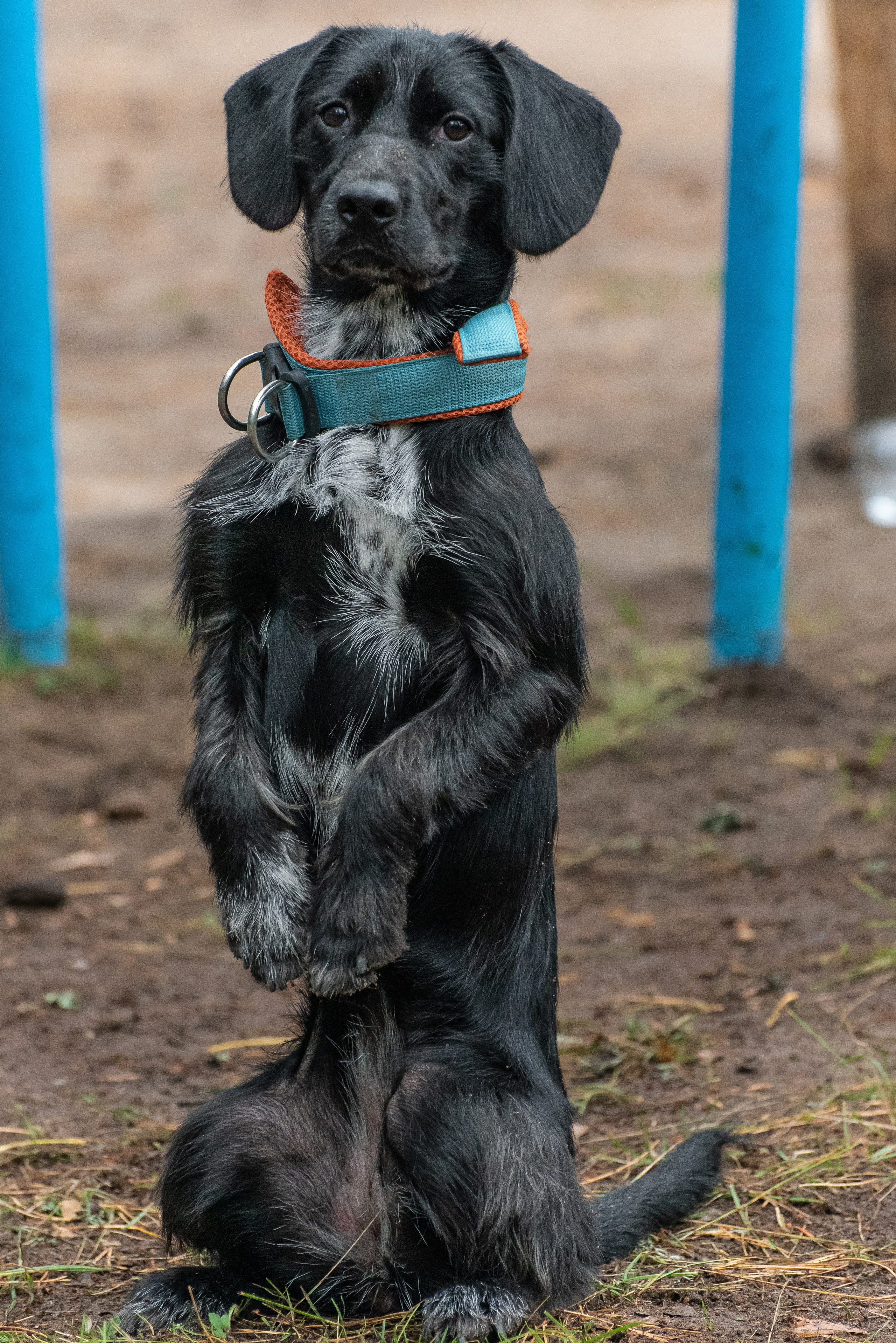 Хвостатые каникулы Детский кинологический лагерь. Фотограф Макс Огурцов в Нижнем Новгороде