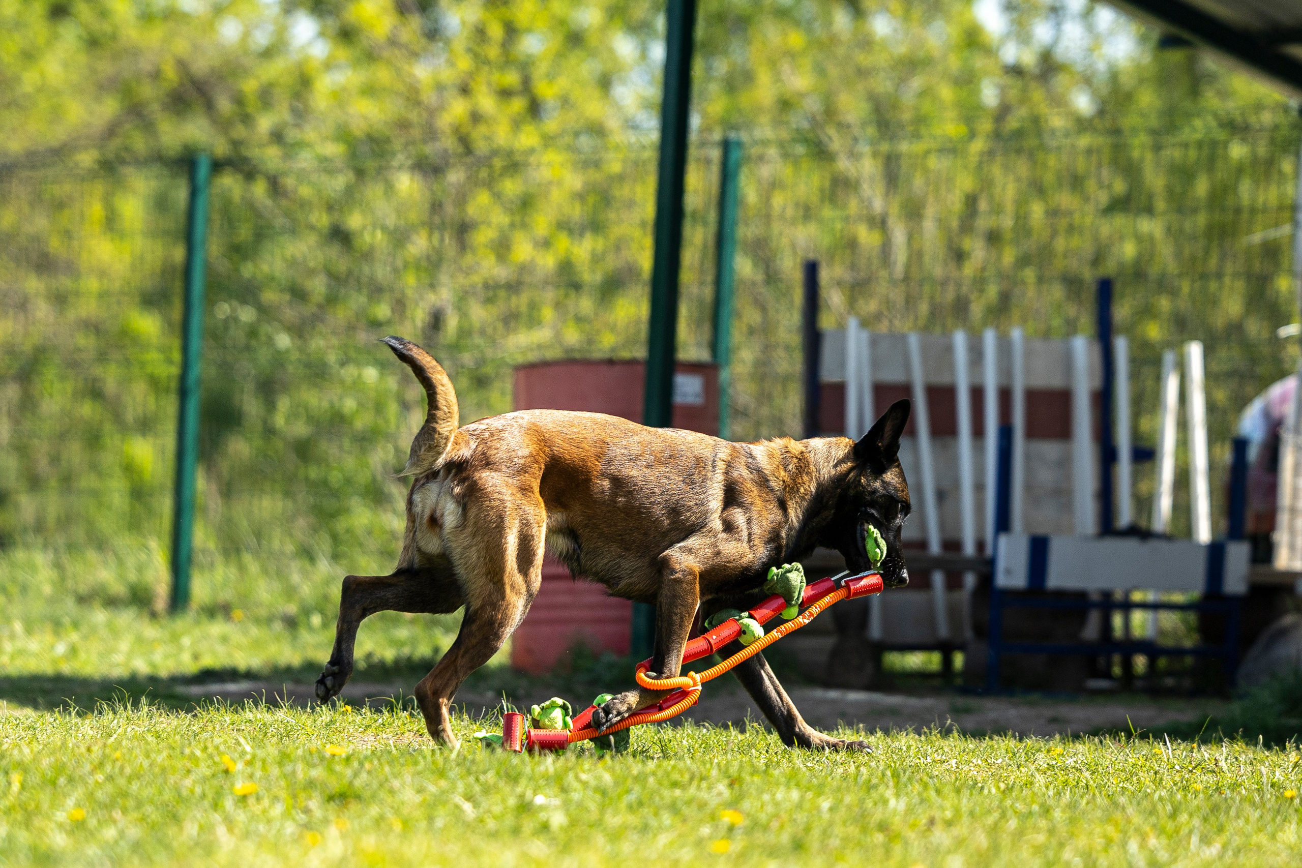 Испытания по мондьорингу в Нижнем Новгороде. Фотограф-анималист Анна Маринич