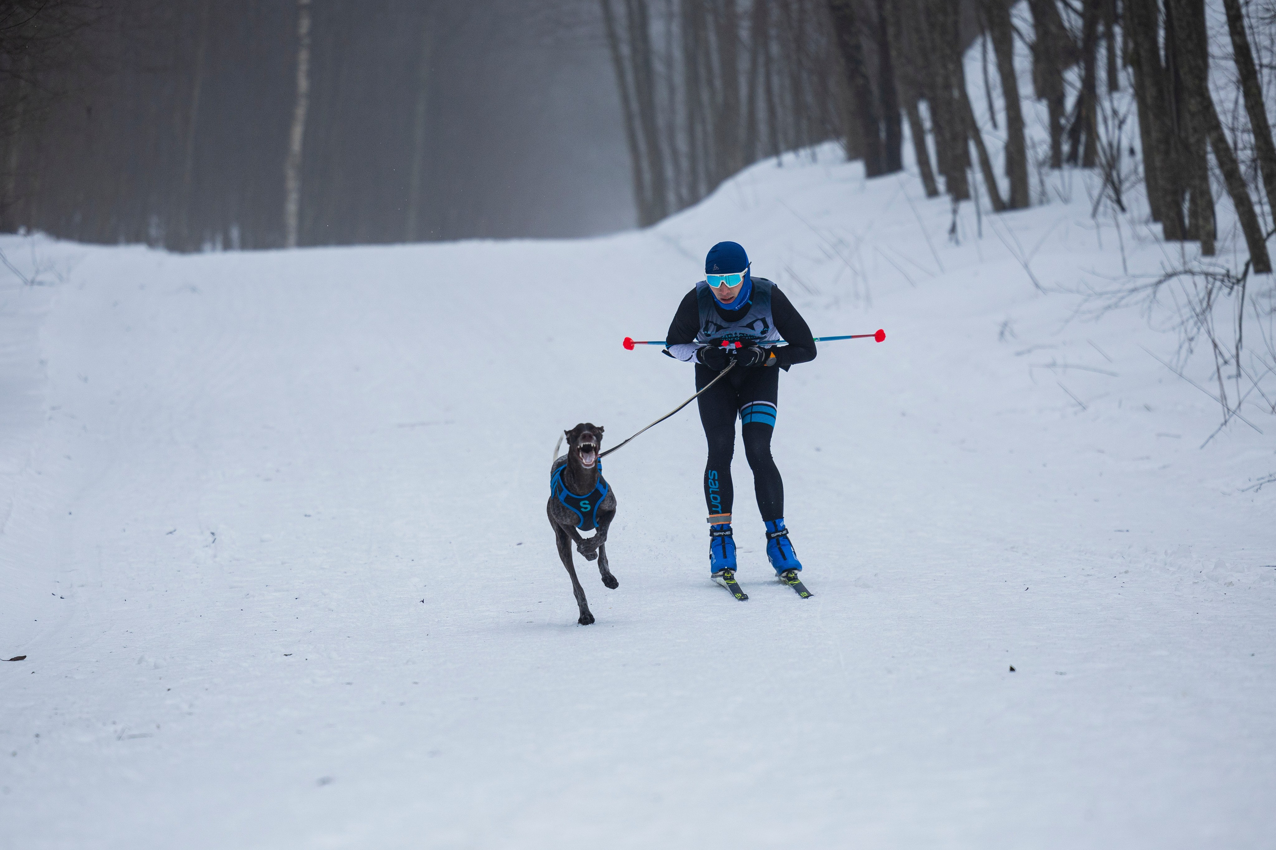 Зимний Чемпионат Санкт-Петербурга по ездовому спорту. Фотограф-анималист Анна Маринич