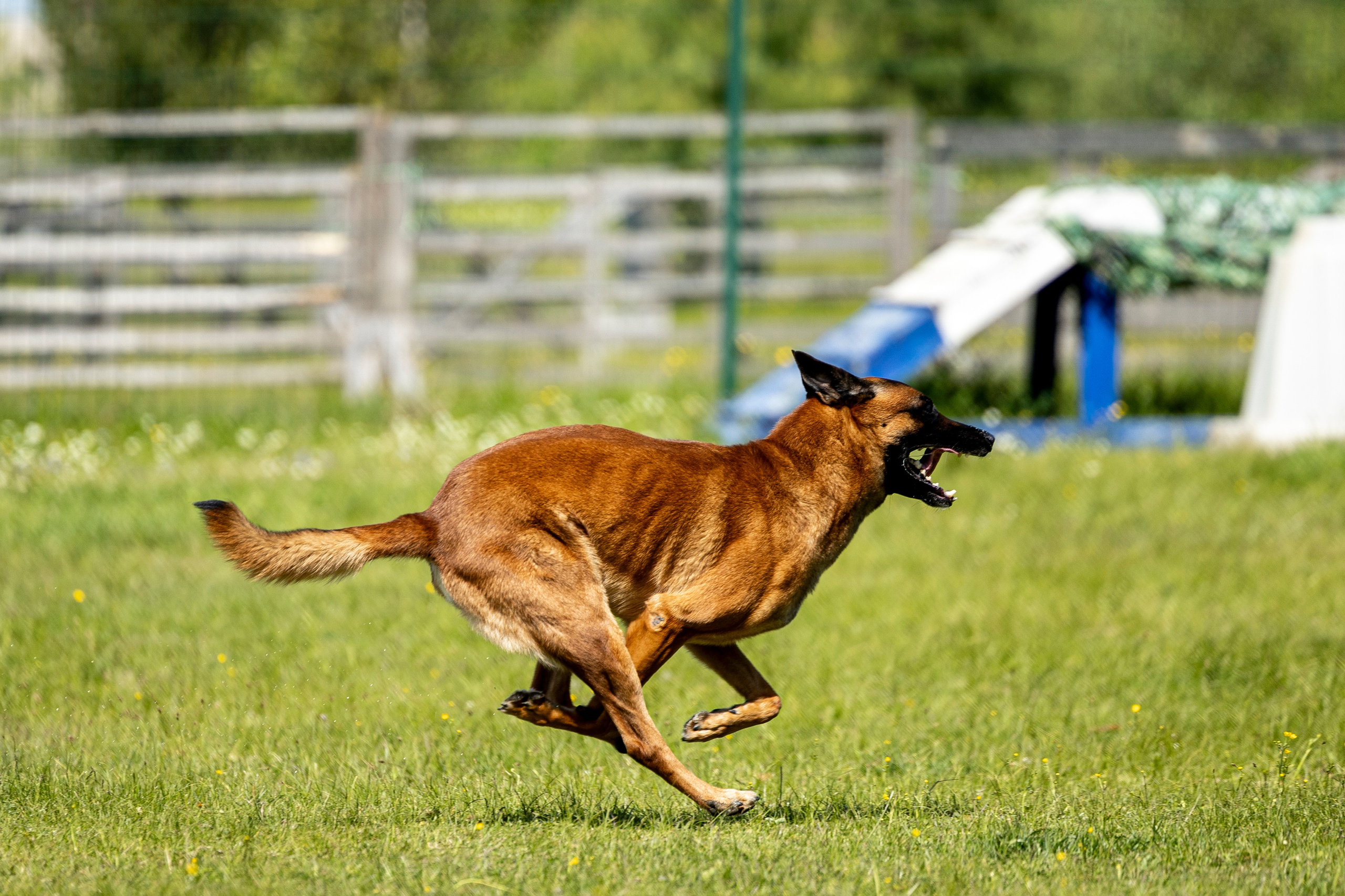 Испытания по мондьорингу в Нижнем Новгороде. Фотограф-анималист Анна Маринич