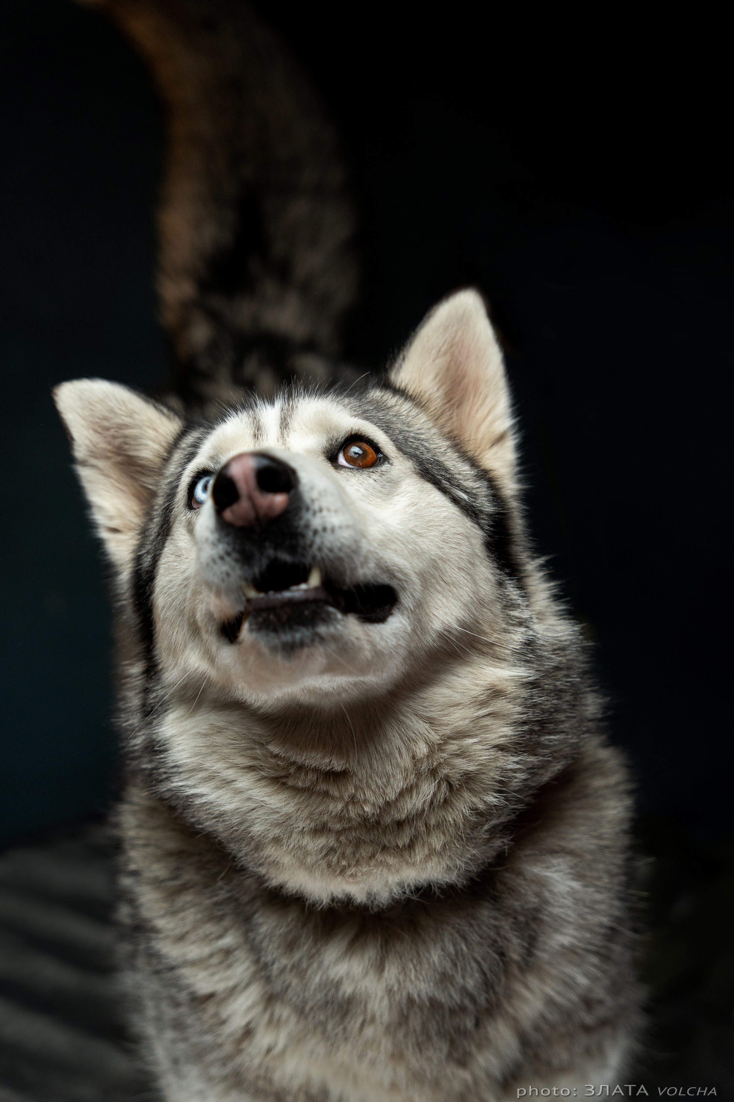 Собаки в студии. Фото, видео, монтаж