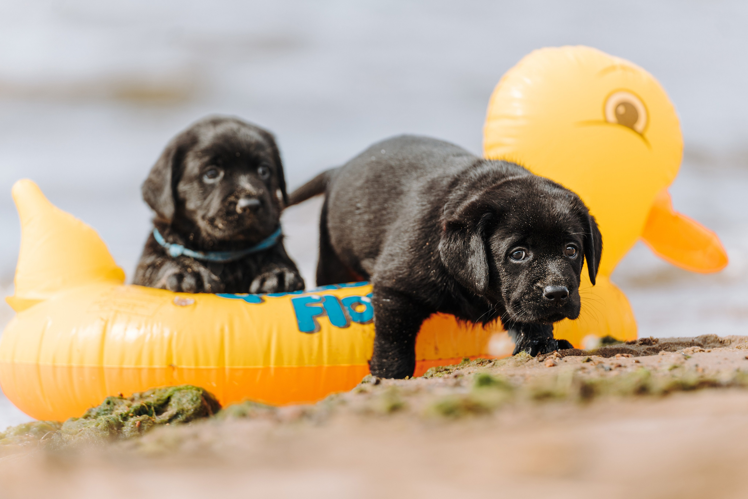 Лабрадорчики на пляже. Фотограф анималист в Спб недорого Олеся Майорова