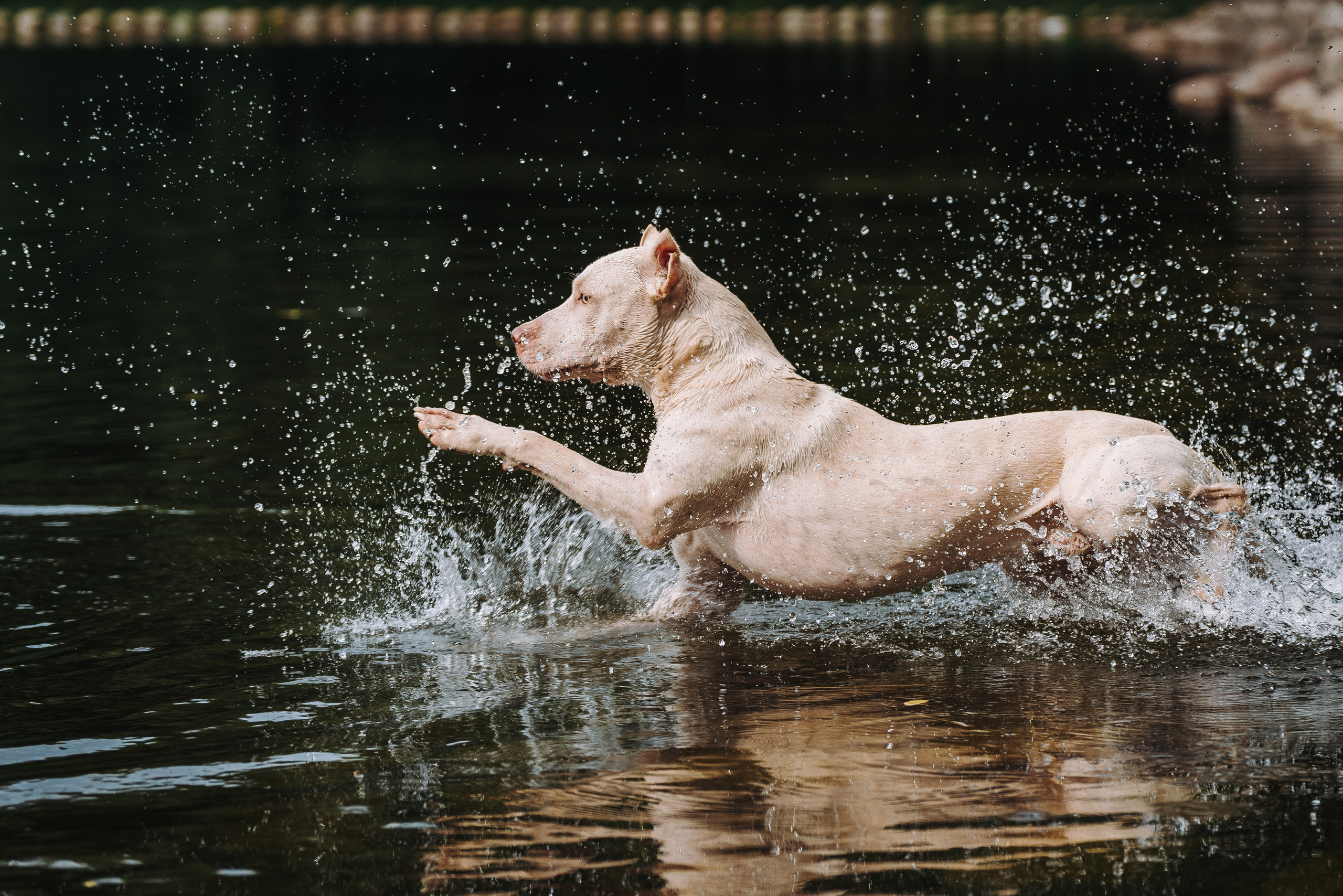 Оля и Гламур. Фотограф анималист в Спб недорого Олеся Майорова
