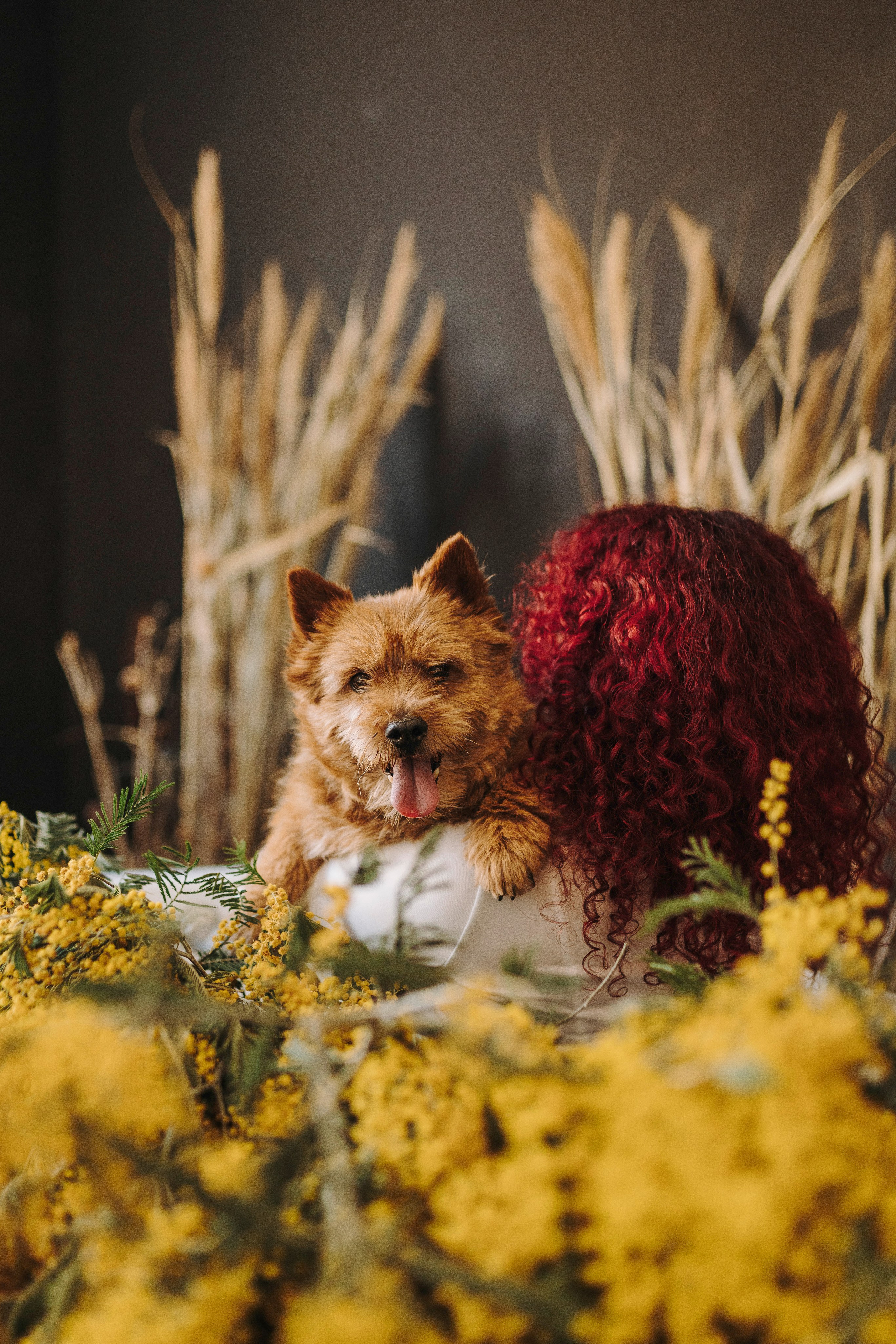 Маша и Рамси. Фотограф анималист в Спб недорого Олеся Майорова
