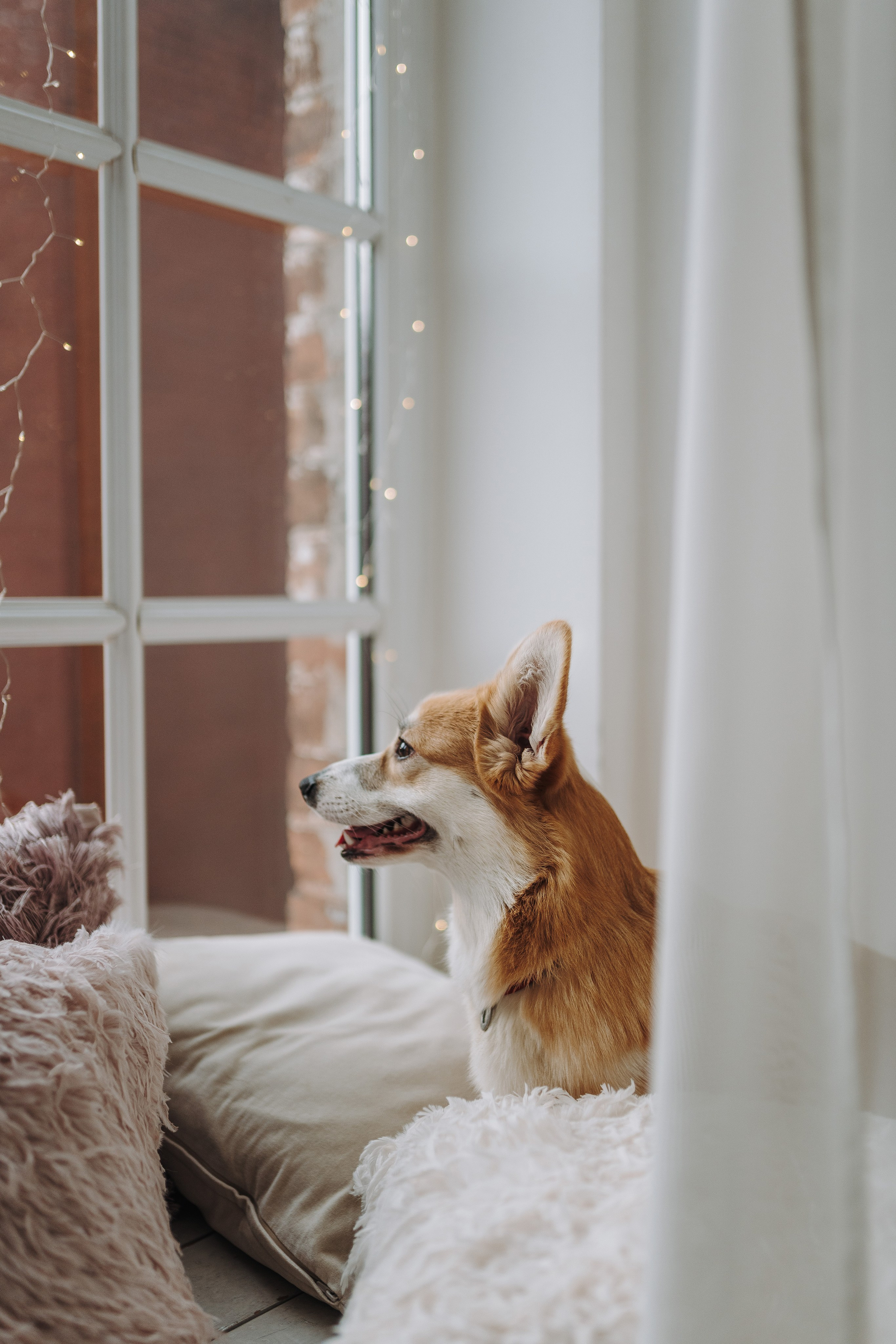 Александра и Бри. Фотограф анималист в Спб недорого Олеся Майорова