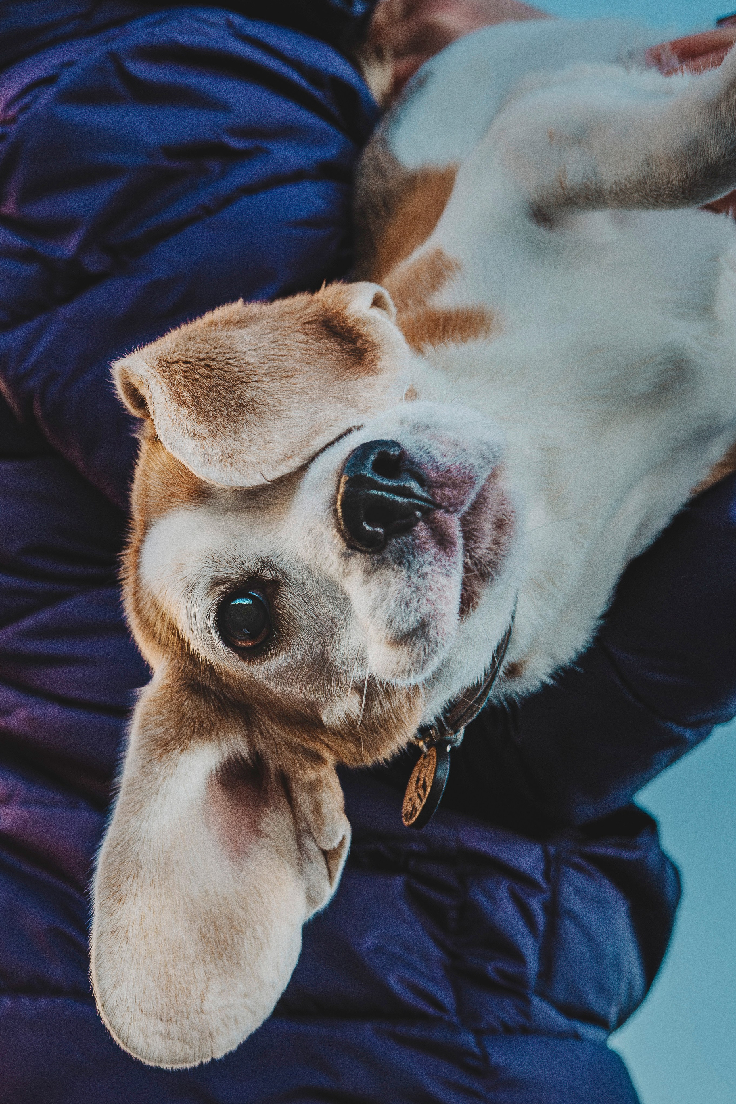 Ксения и Гаечка. Фотограф анималист в Спб недорого Олеся Майорова