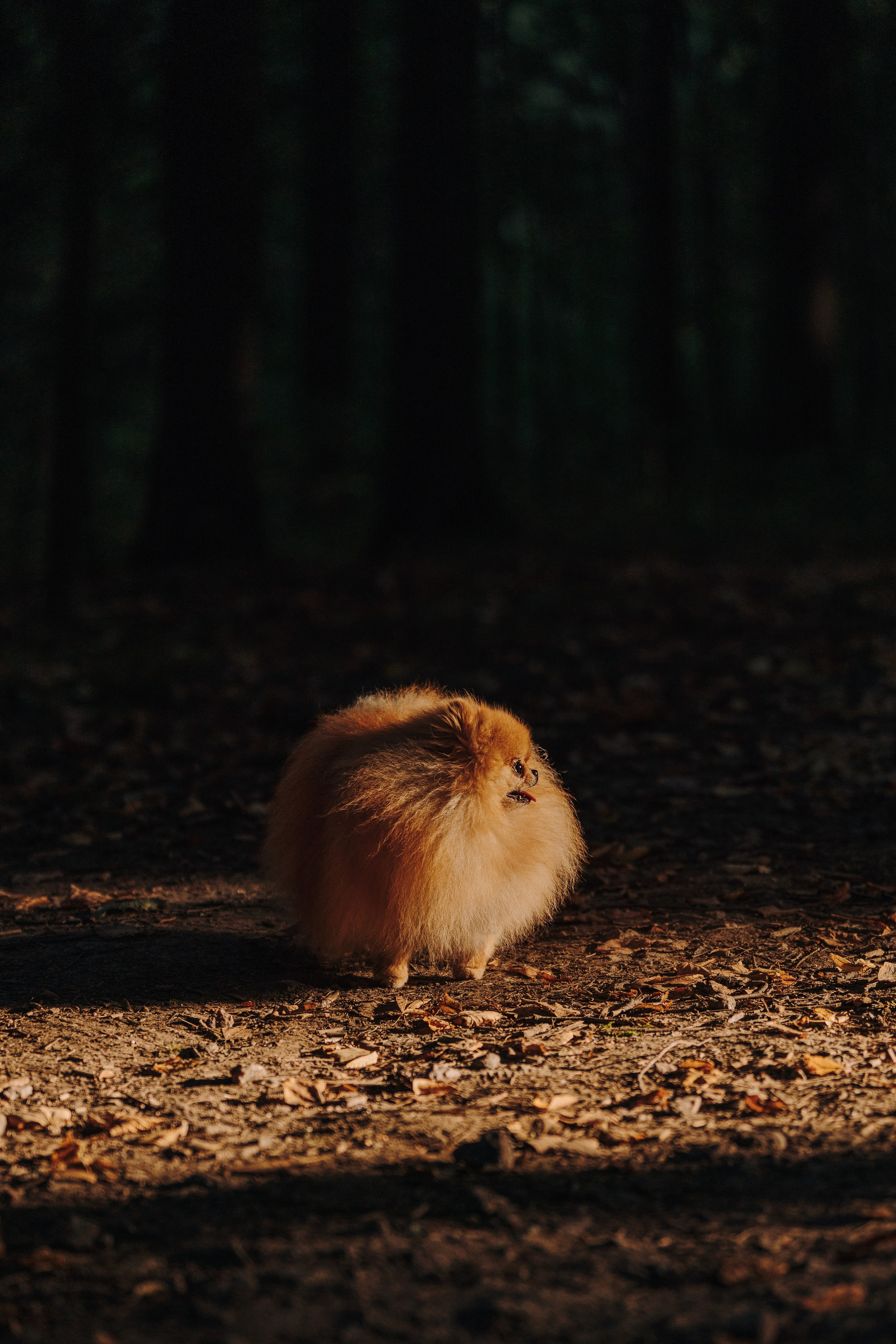 Наталья и Софа. Фотограф анималист в Спб недорого Олеся Майорова