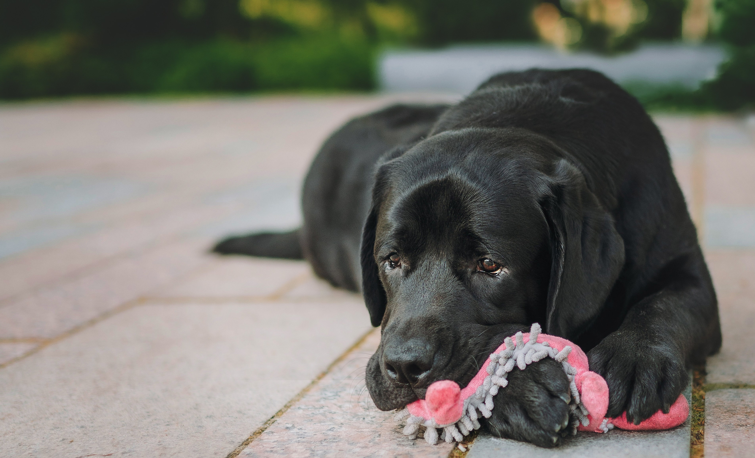 Лабрадоры питомника IRISLAV. Фотограф анималист в Спб недорого Олеся Майорова