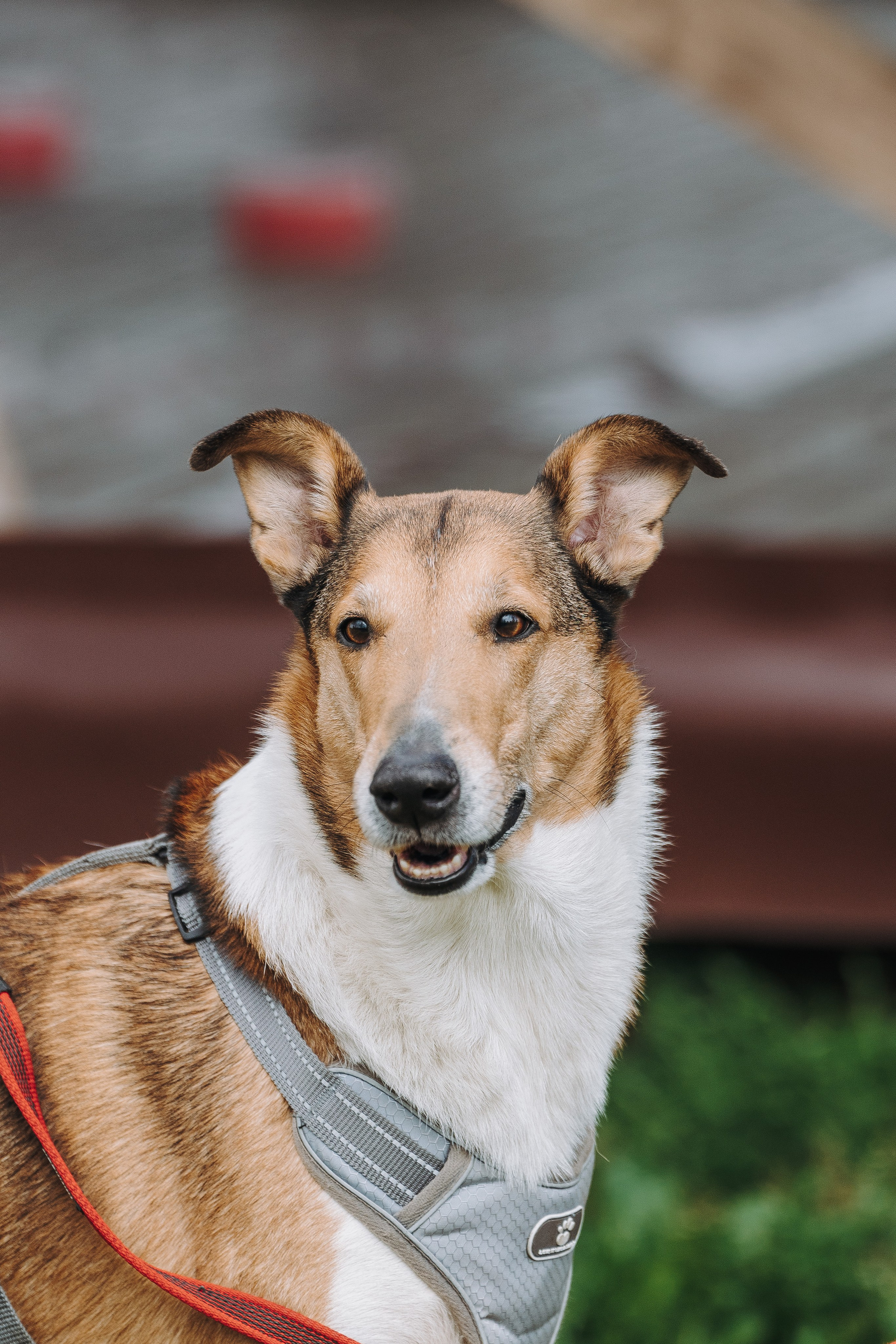 Соревнования по ноузворку в Лосево. Фотограф анималист в Спб недорого Олеся Майорова