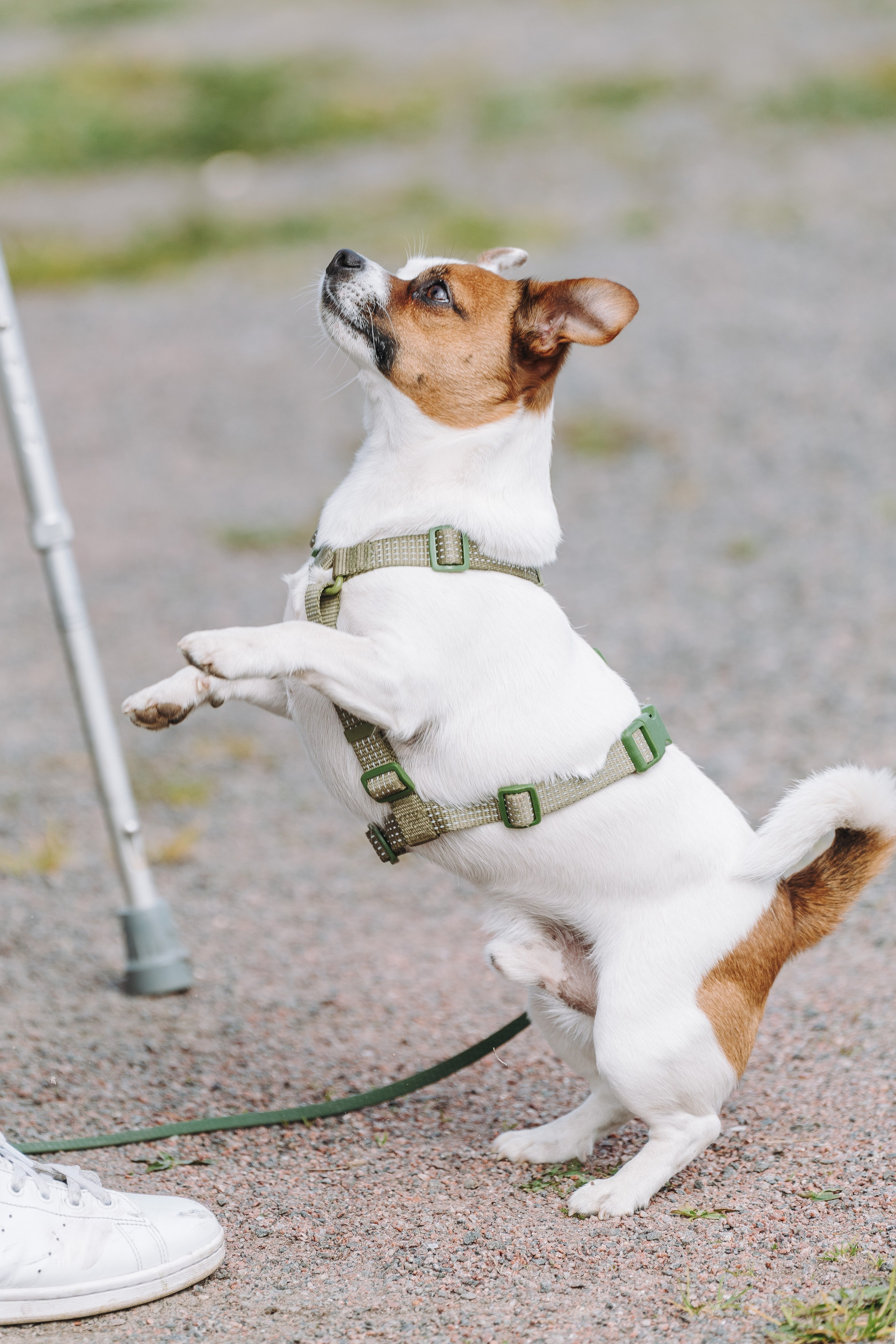 Соревнования по ноузворку в Лосево. Фотограф анималист в Спб недорого Олеся Майорова