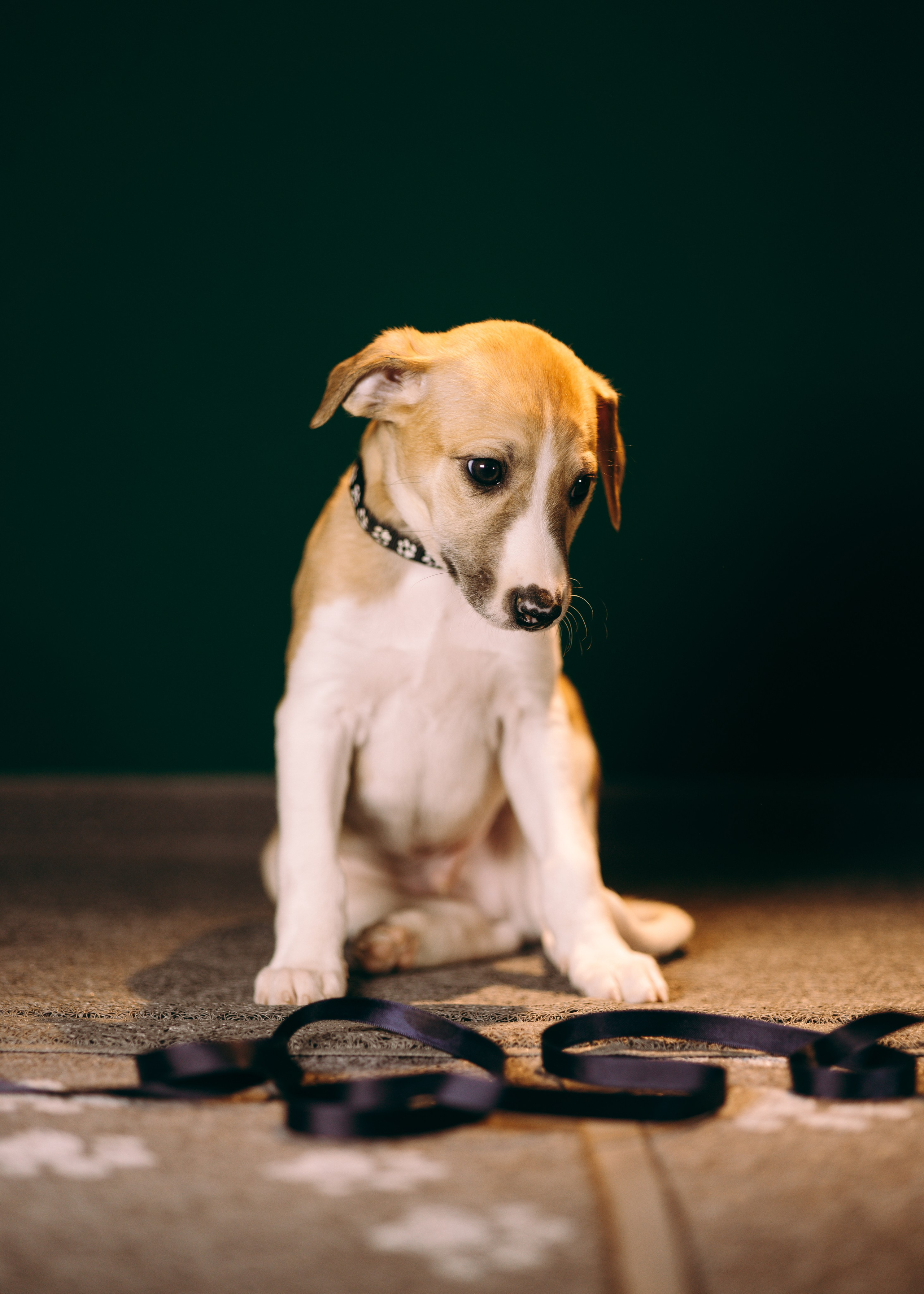 Щенки SL. Анна Самохина. Фотограф. Москва