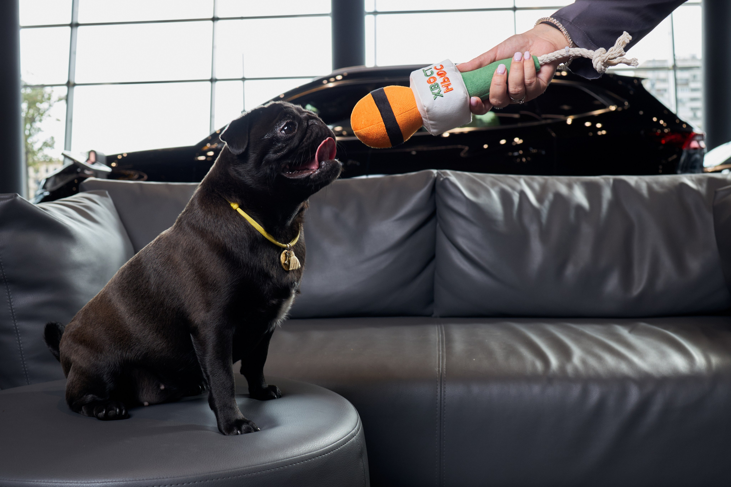 Exeed Pet friendly. Фотограф Михаил Стенин