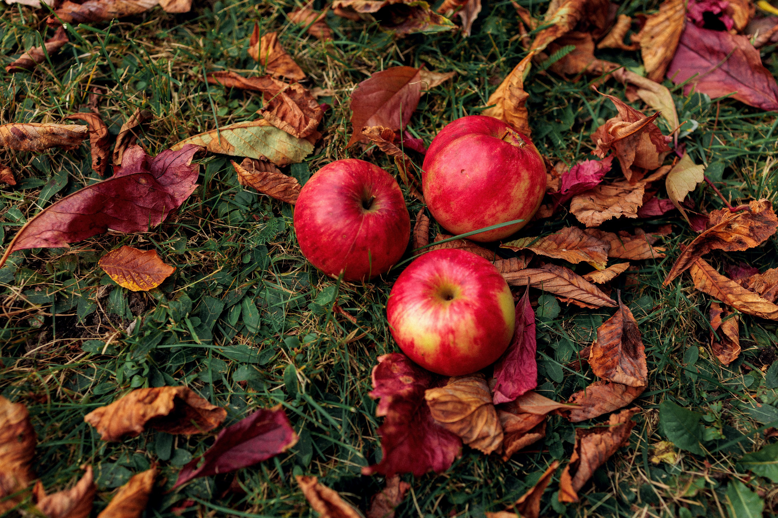 Осенняя фотосъемка в Пушкино Московской области