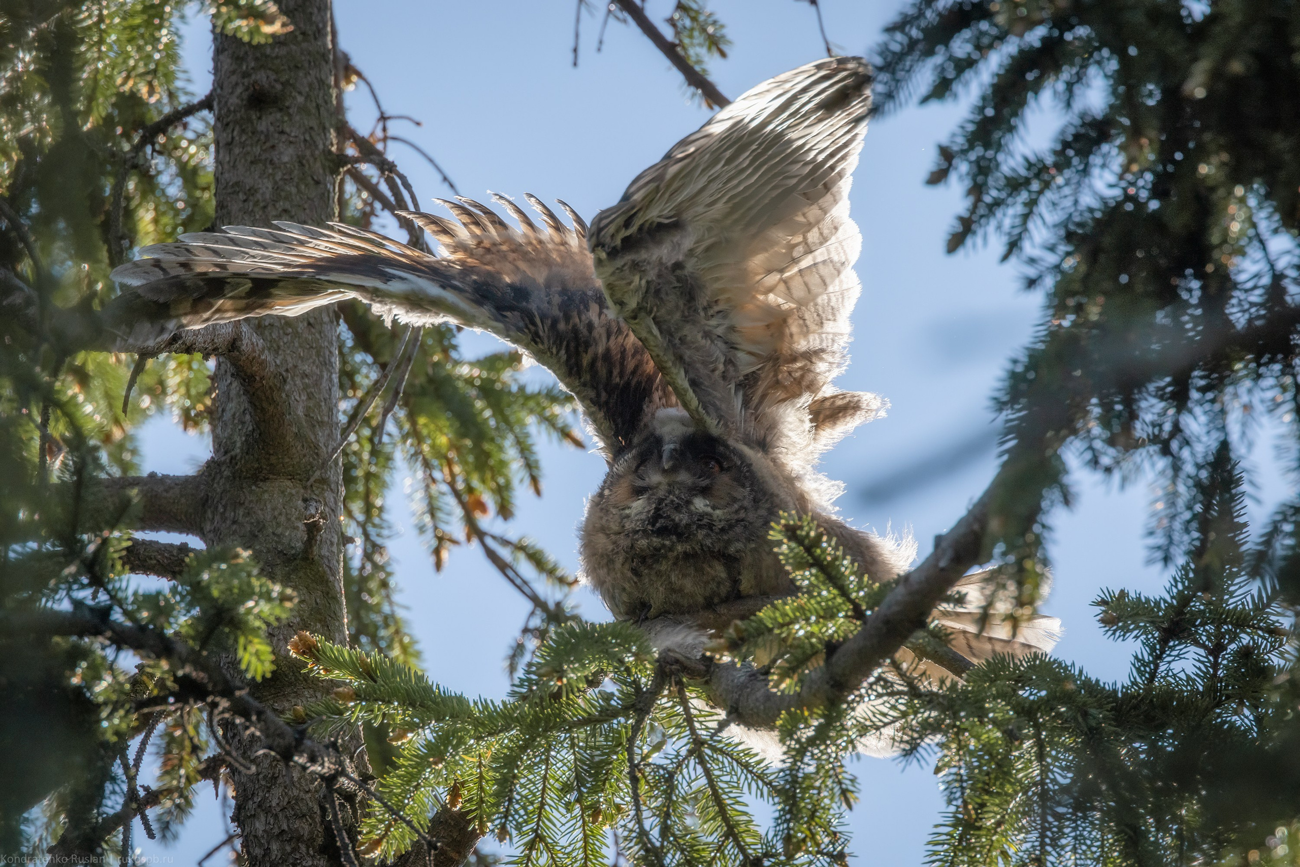 Ушастая сова. Архитектурный и пейзажный фотограф Кондратенко Руслан, Санкт-Петербург