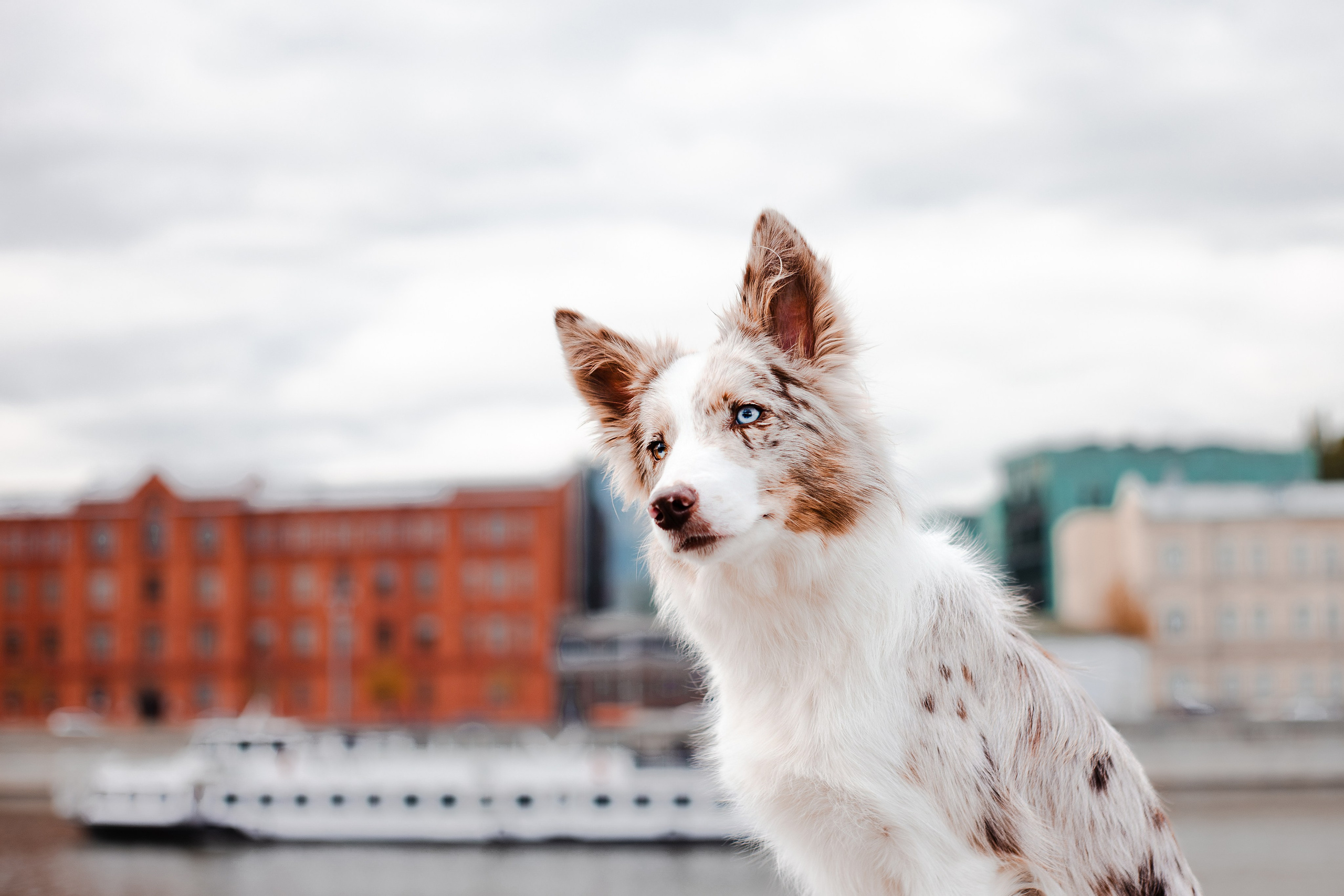 Мария и Утопия. Фотограф-анималист Мария Баркевич | Москва
