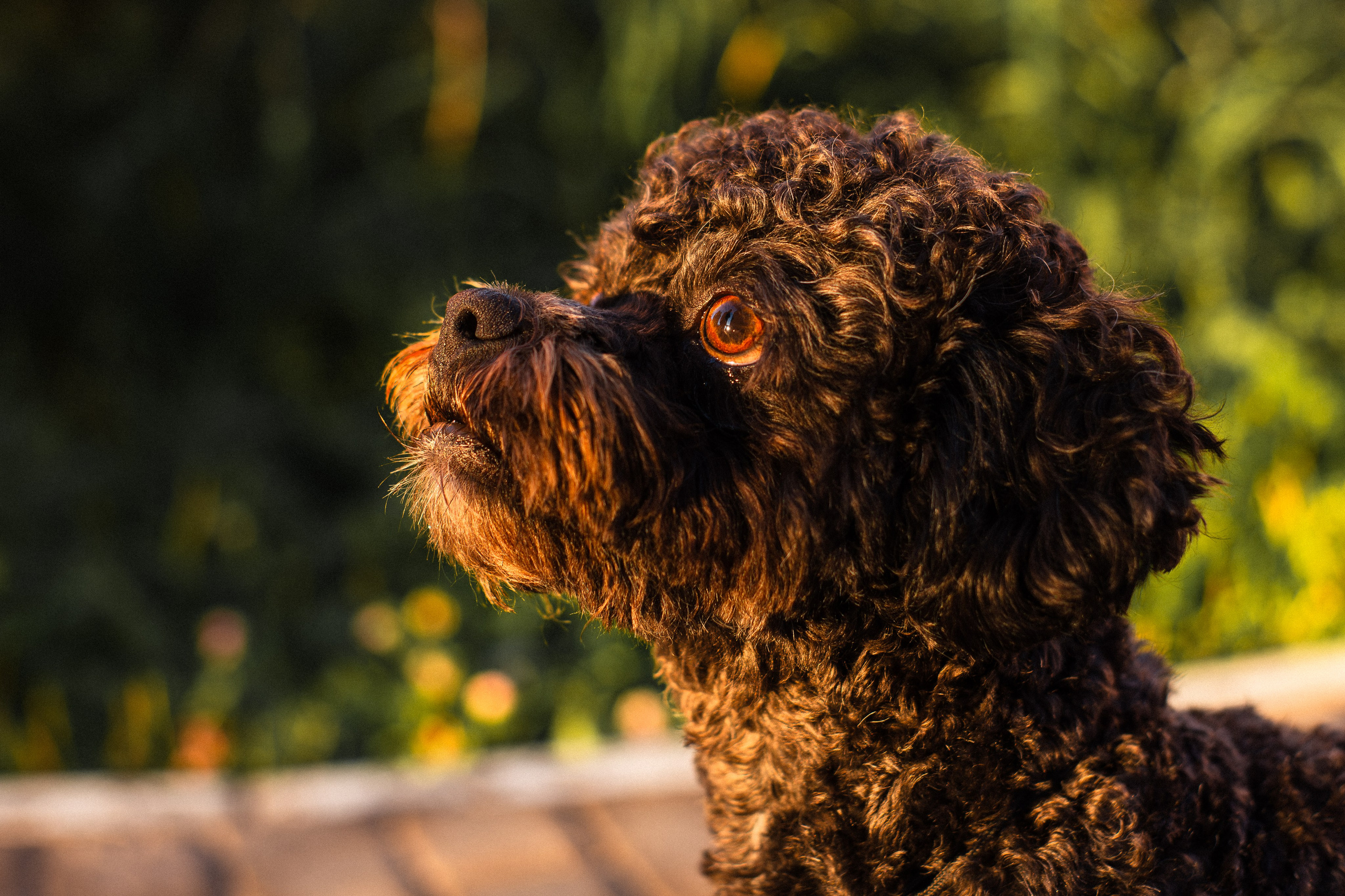 Анна и Бруно. Фотограф-анималист Мария Баркевич | Москва