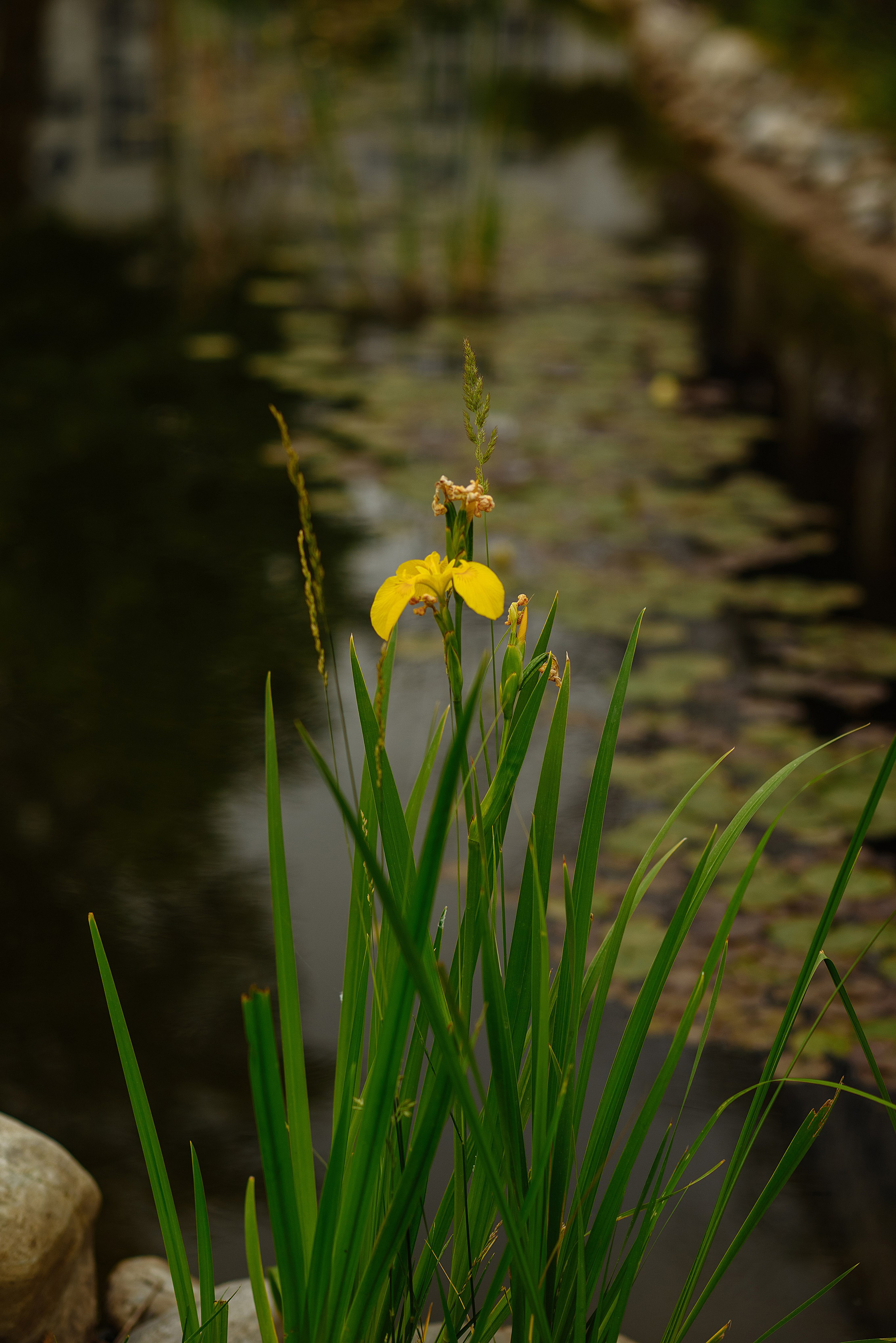 День Рождения 80 лет!. Свадебный и семейный фотограф в Ростове-на-Дону Алина Астахова
