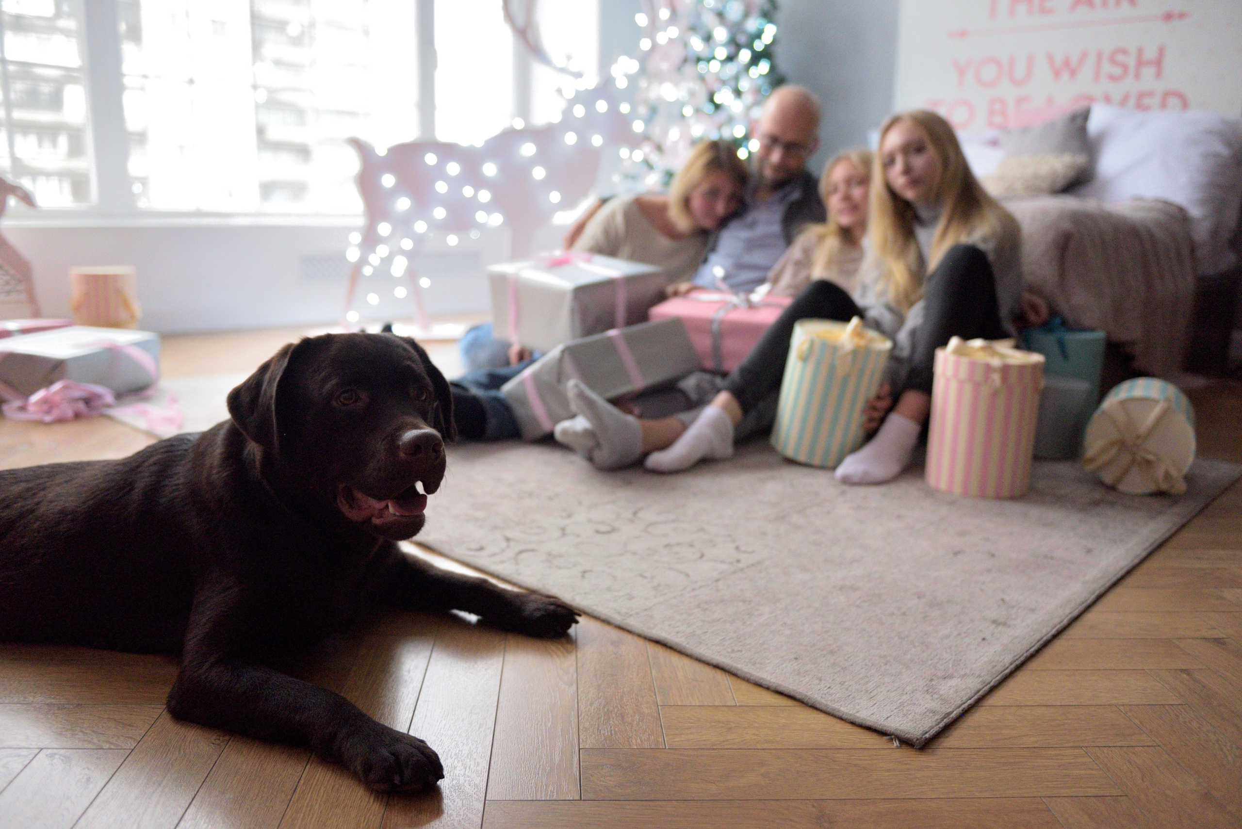 Семейные новогодние фотосесии