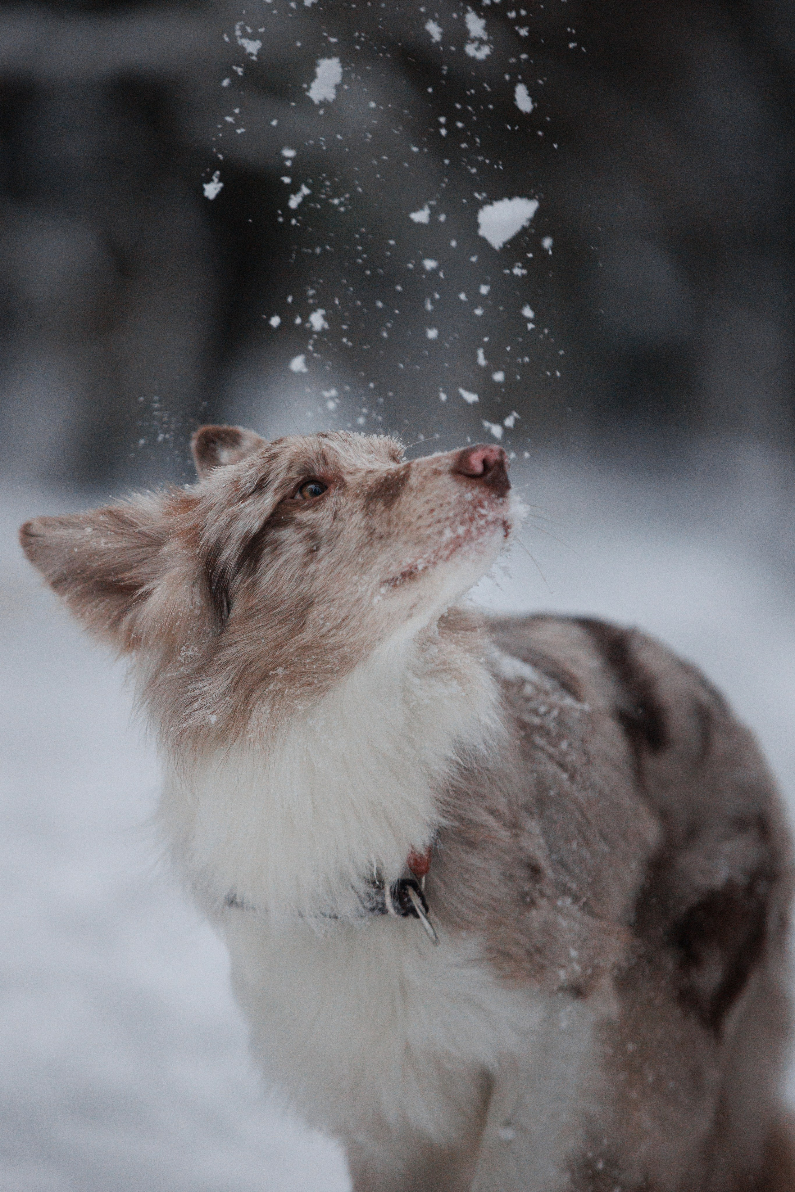 Даша и компания. Фотограф анималист Кристина Карпова, Москва