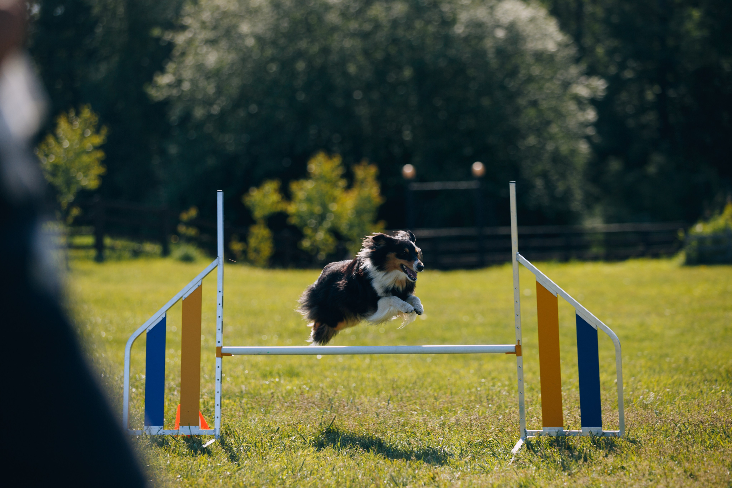 Кинологический лагерь в Горыныче. Фотограф анималист Кристина Карпова, Москва