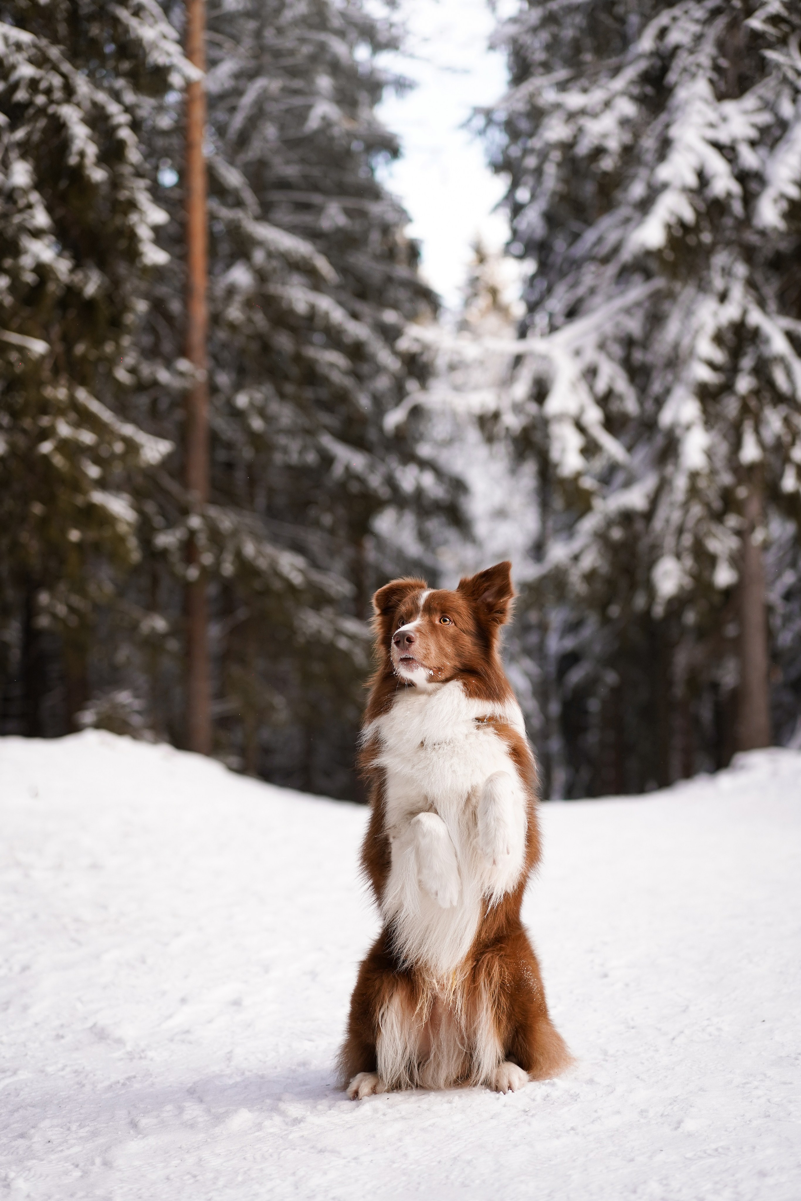 Катя и Ская. Фотограф-анималист в Санкт-Петербурге Яна Мартынова