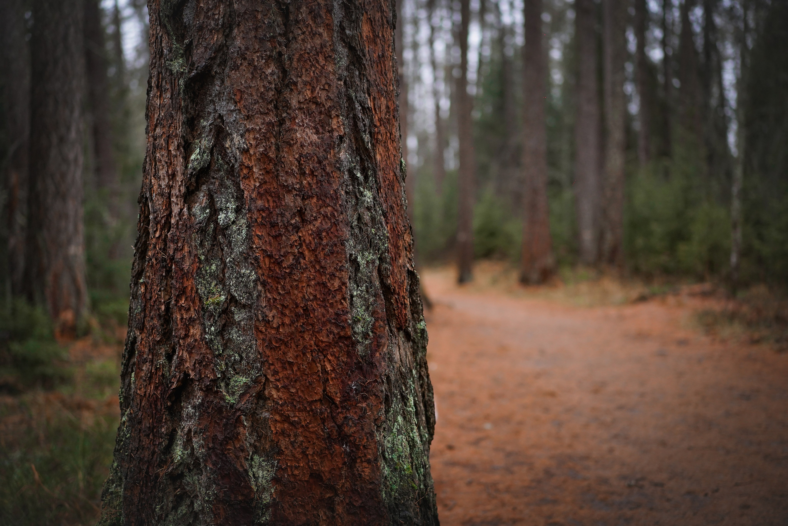 Панда Ноябрь. Фотограф-анималист в Санкт-Петербурге Яна Мартынова