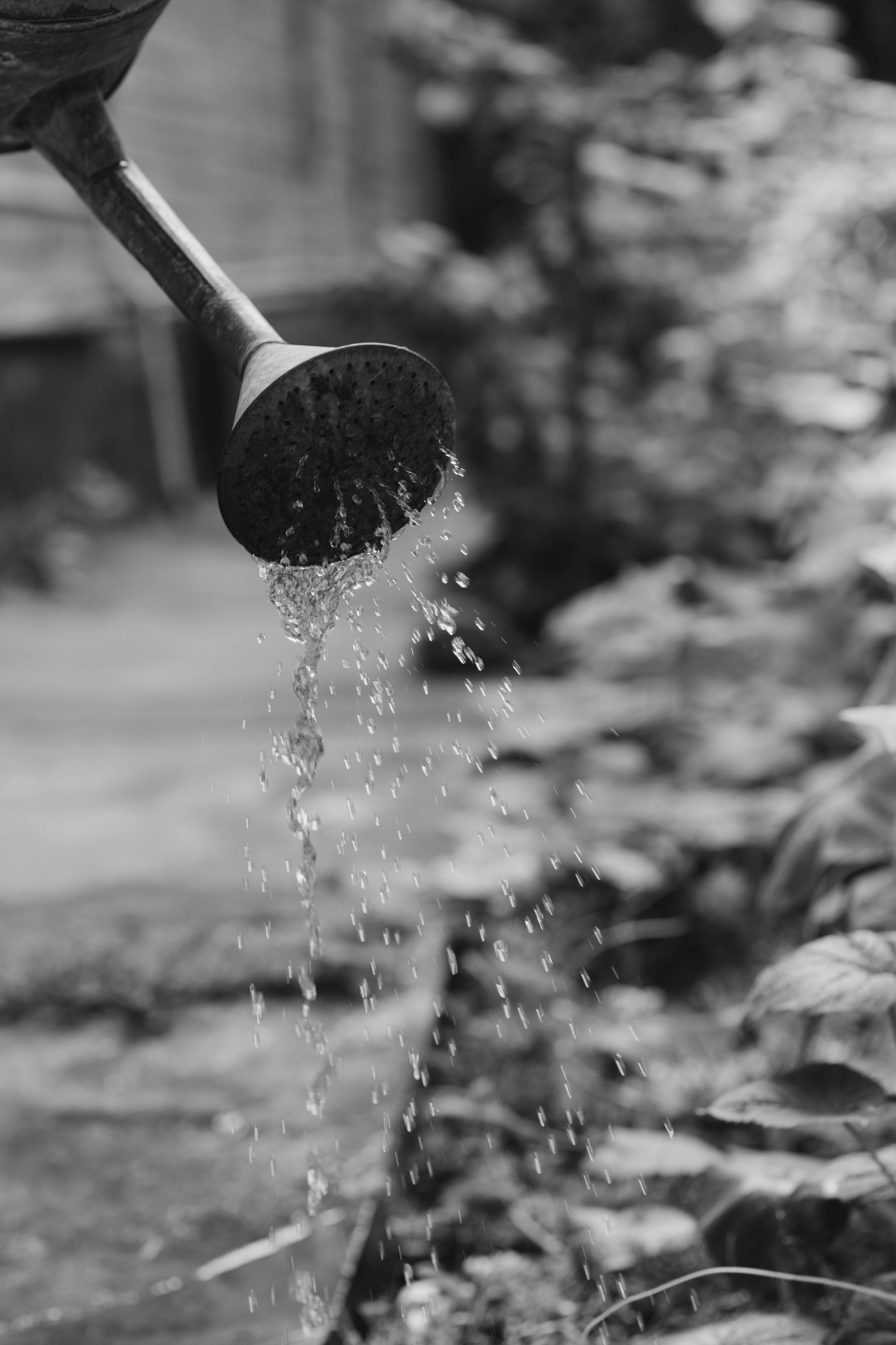 Отчаянная домохозяйка. Cheta Kovalevsky фотографы