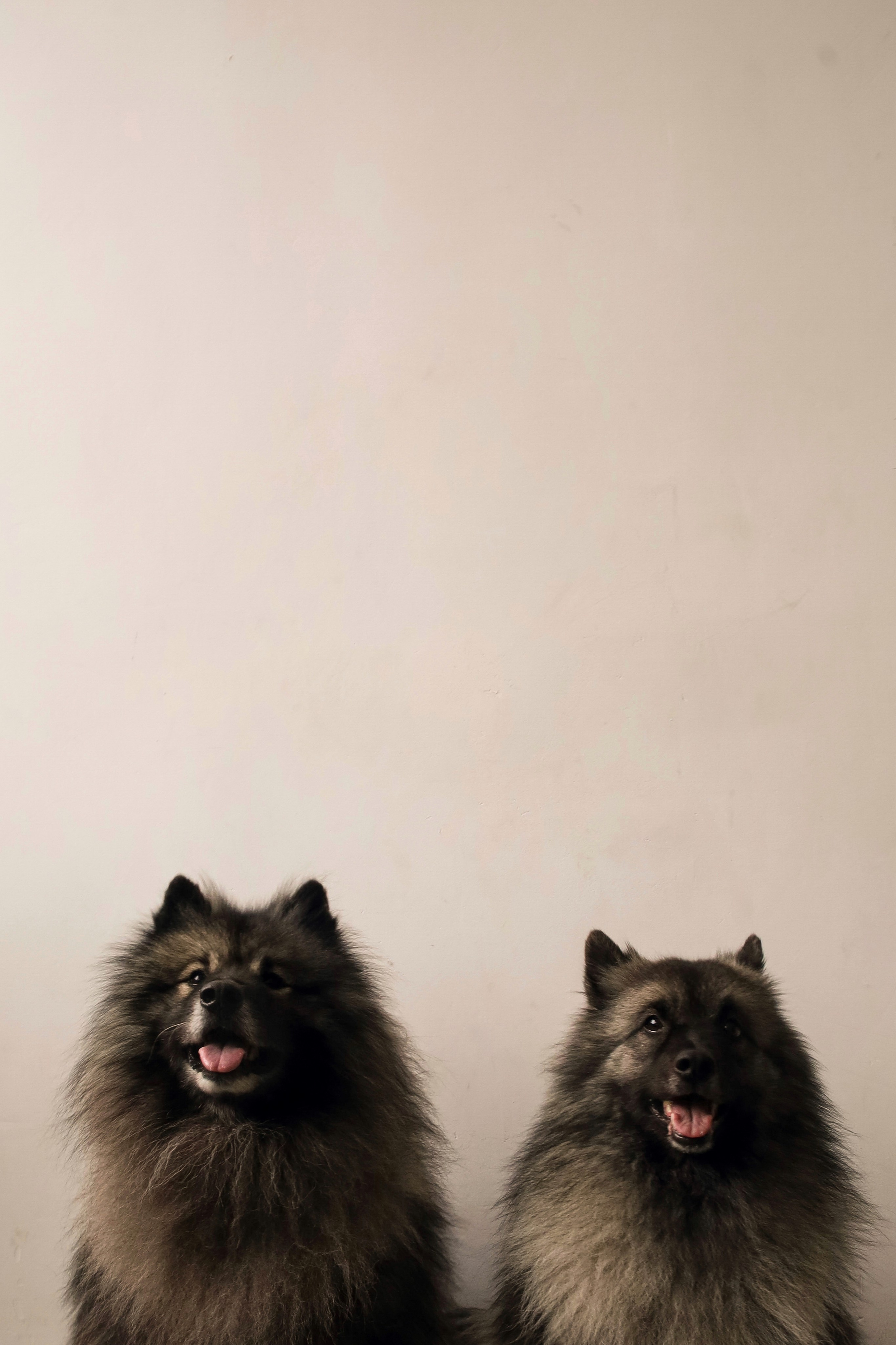 С собаками. Фотограф в Серпухове и Тарусе Ксения Царёва