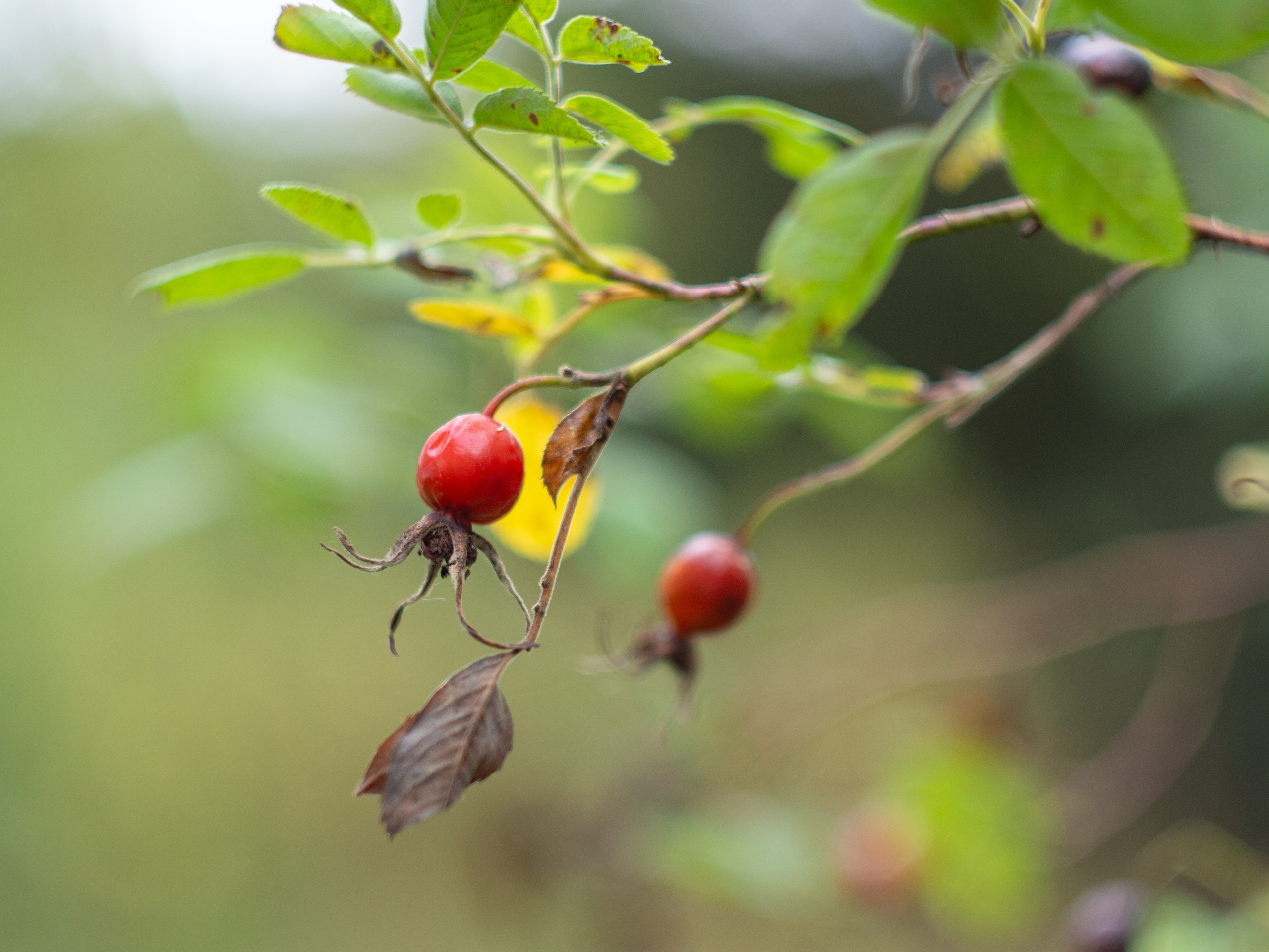 20230923-25 Родники. Дмитрий Ремизов. Фотография, как хобби