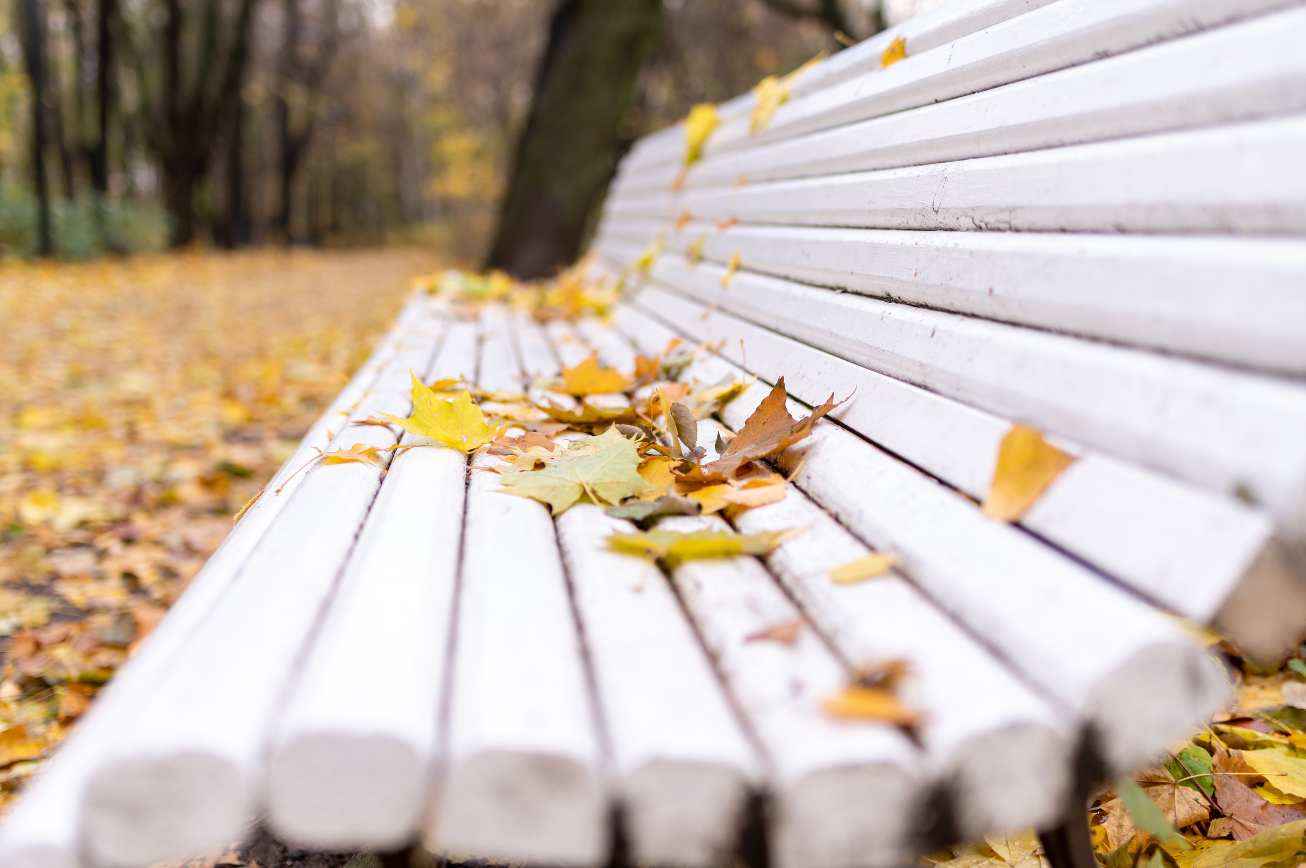 20231031 Нескучный сад. Дмитрий Ремизов. Фотография, как хобби