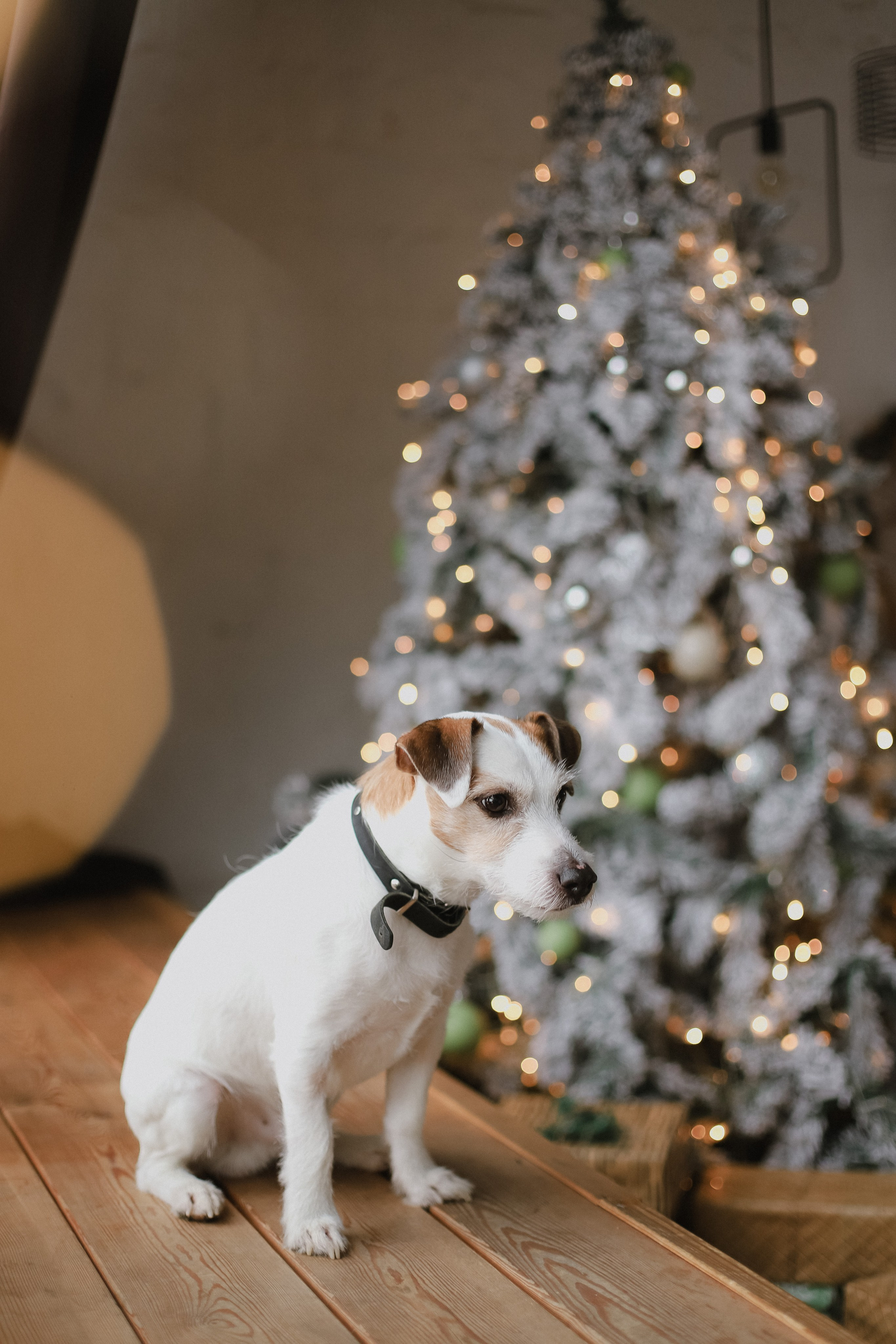 Новогодние фотосессии. Свадебный, семейный и детский фотограф в Люберцах Зайцева Анастасия