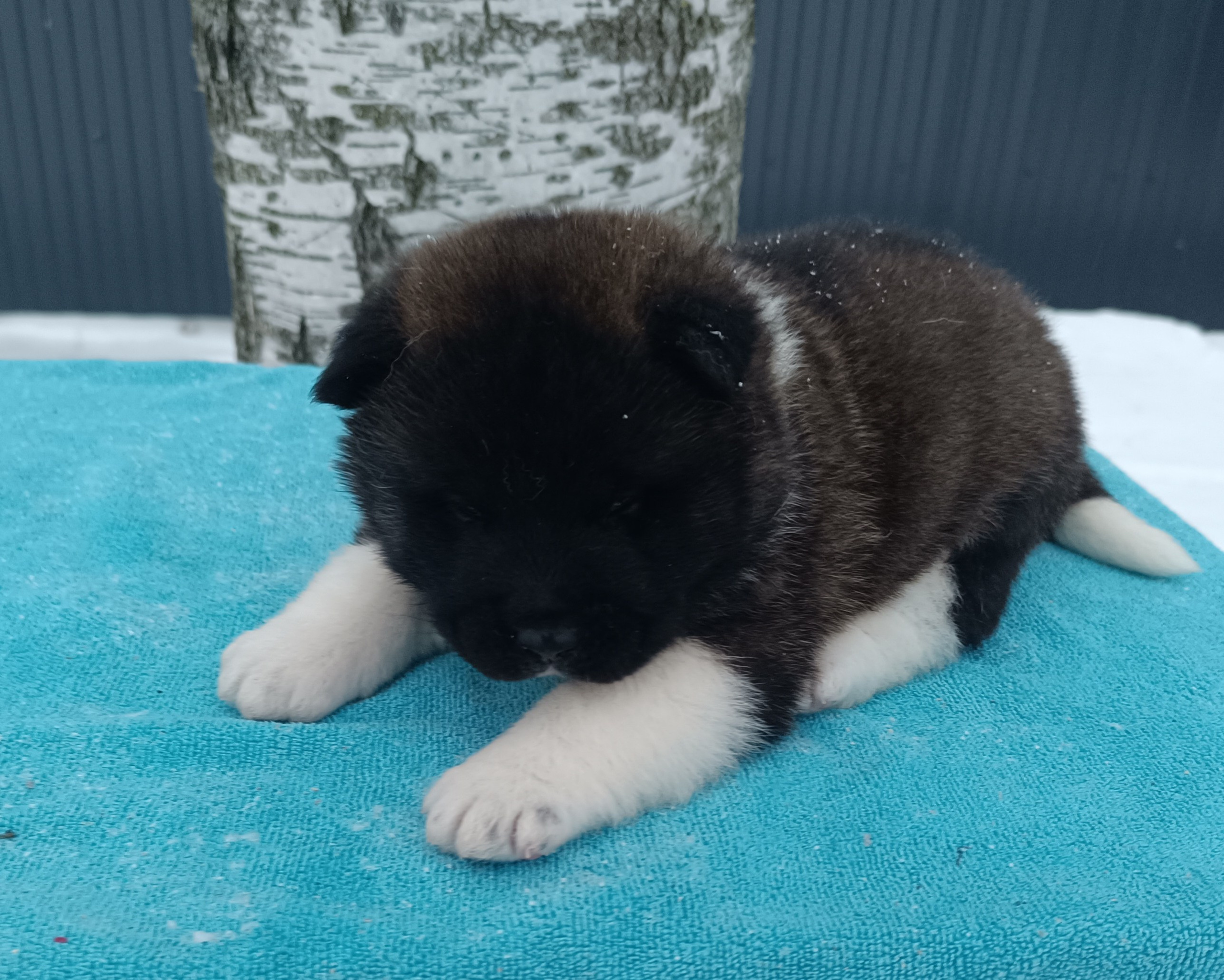 Американская акита  щенки питомник Санкт-Петербург клубные щенки Американская акита питомник RUBYLIGHT Рубилайт купить щенка американской акиты