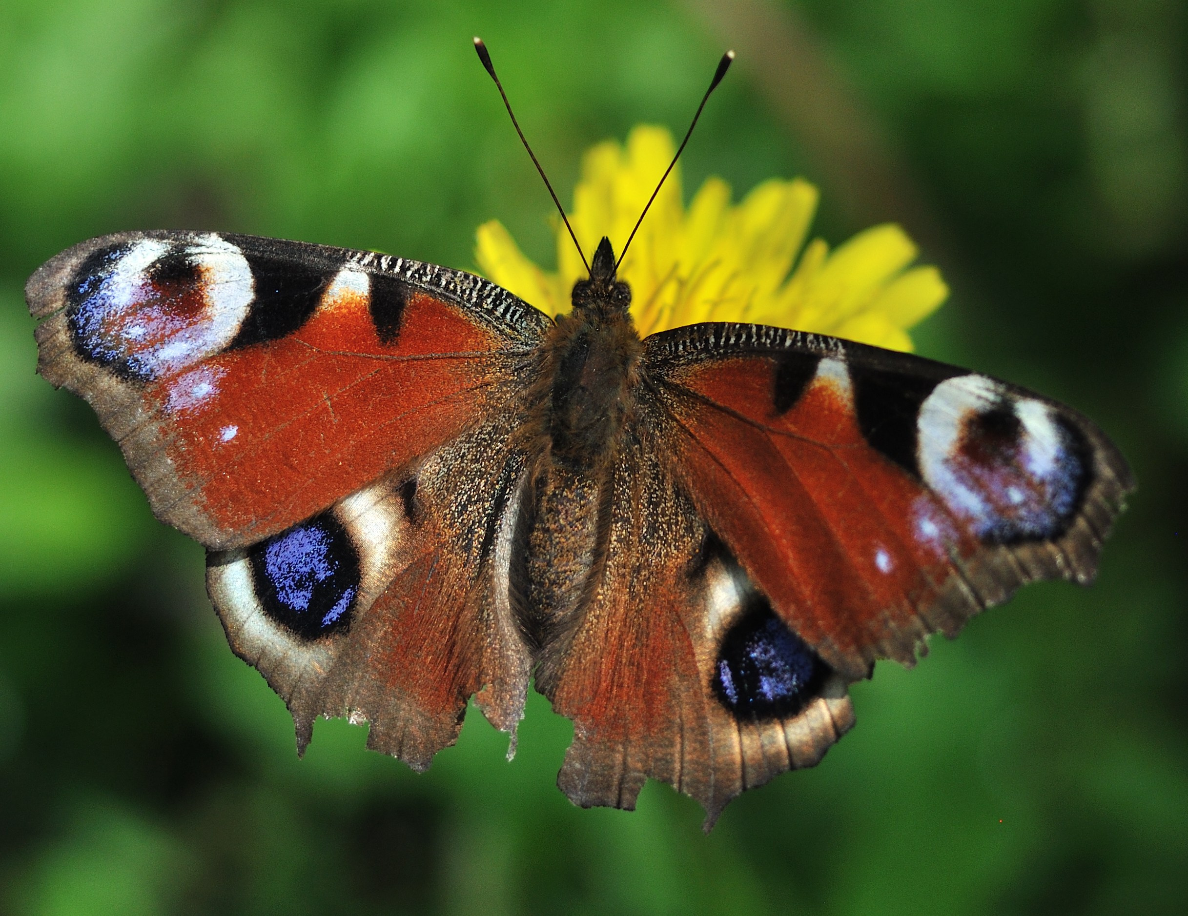 Заповедные уголки Земли: обитатели дикой природы. Координаты красоты — география в фокусе