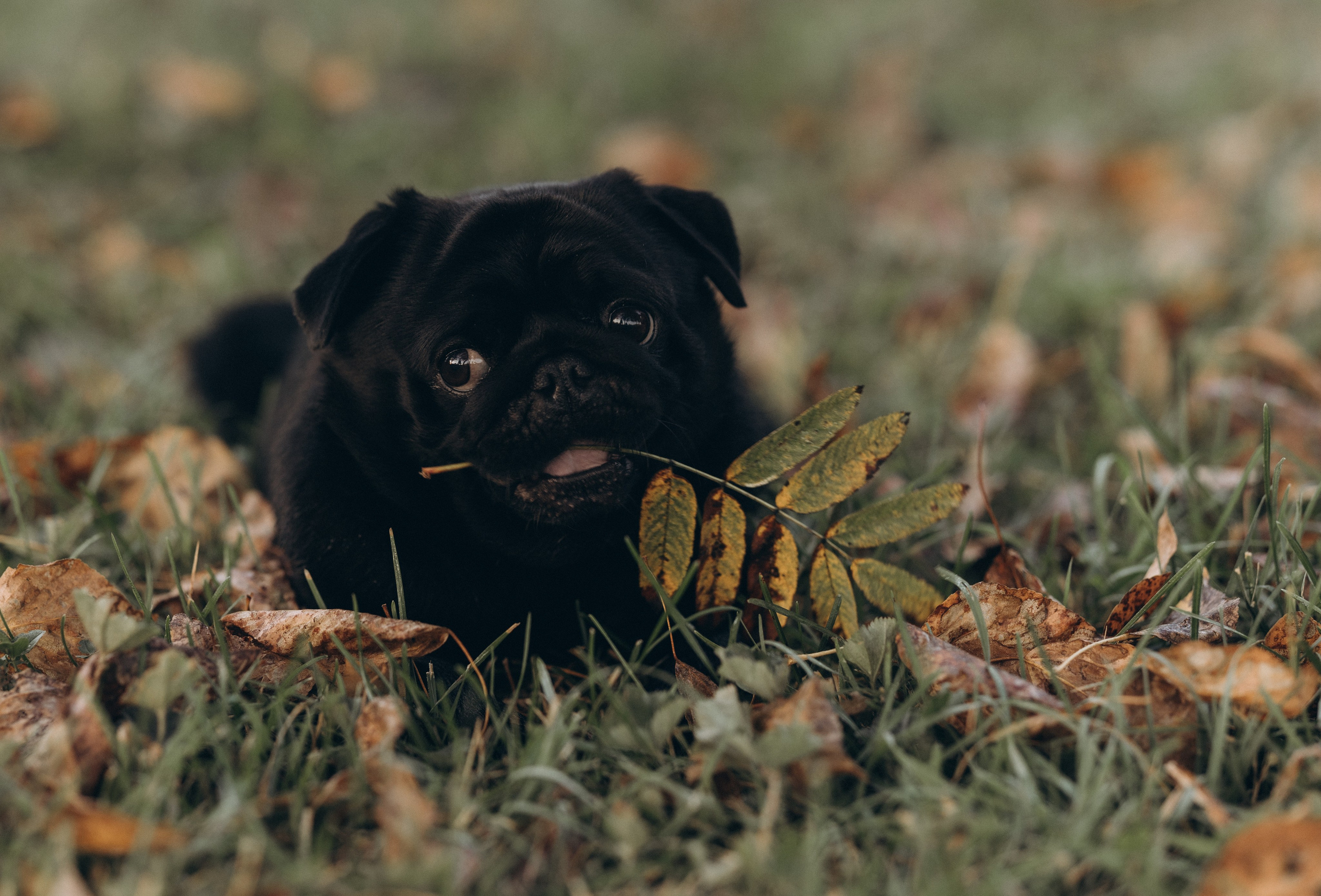 Варя, Ваня и Чарли. Татьяна Афонина | Фотограф