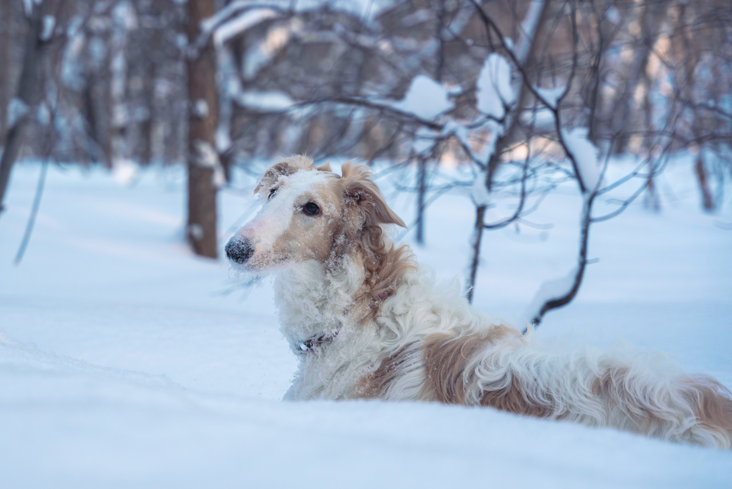 Лена, Январь 2024