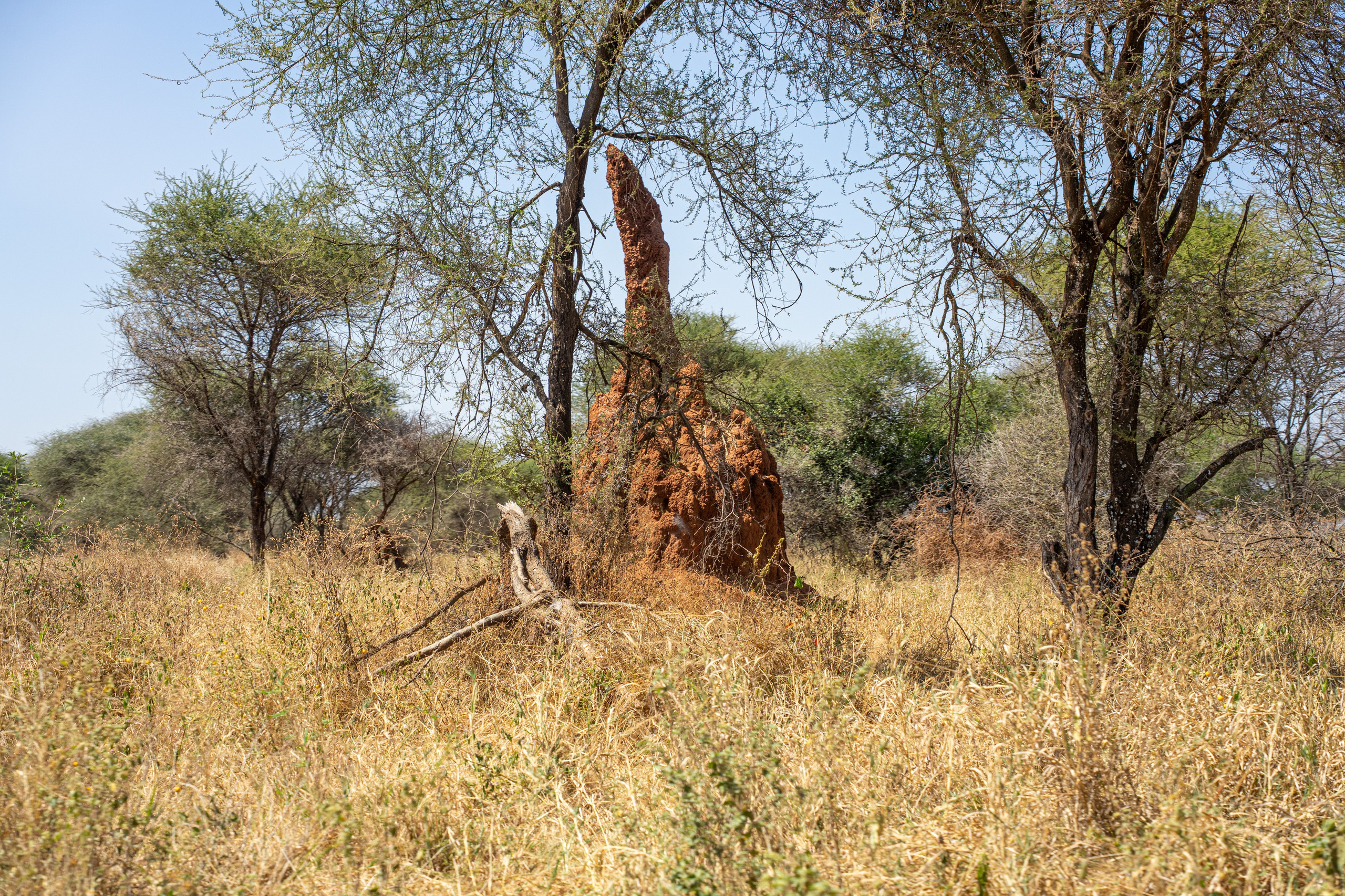 Танзания, сафари, 2025. Творческие сьемки