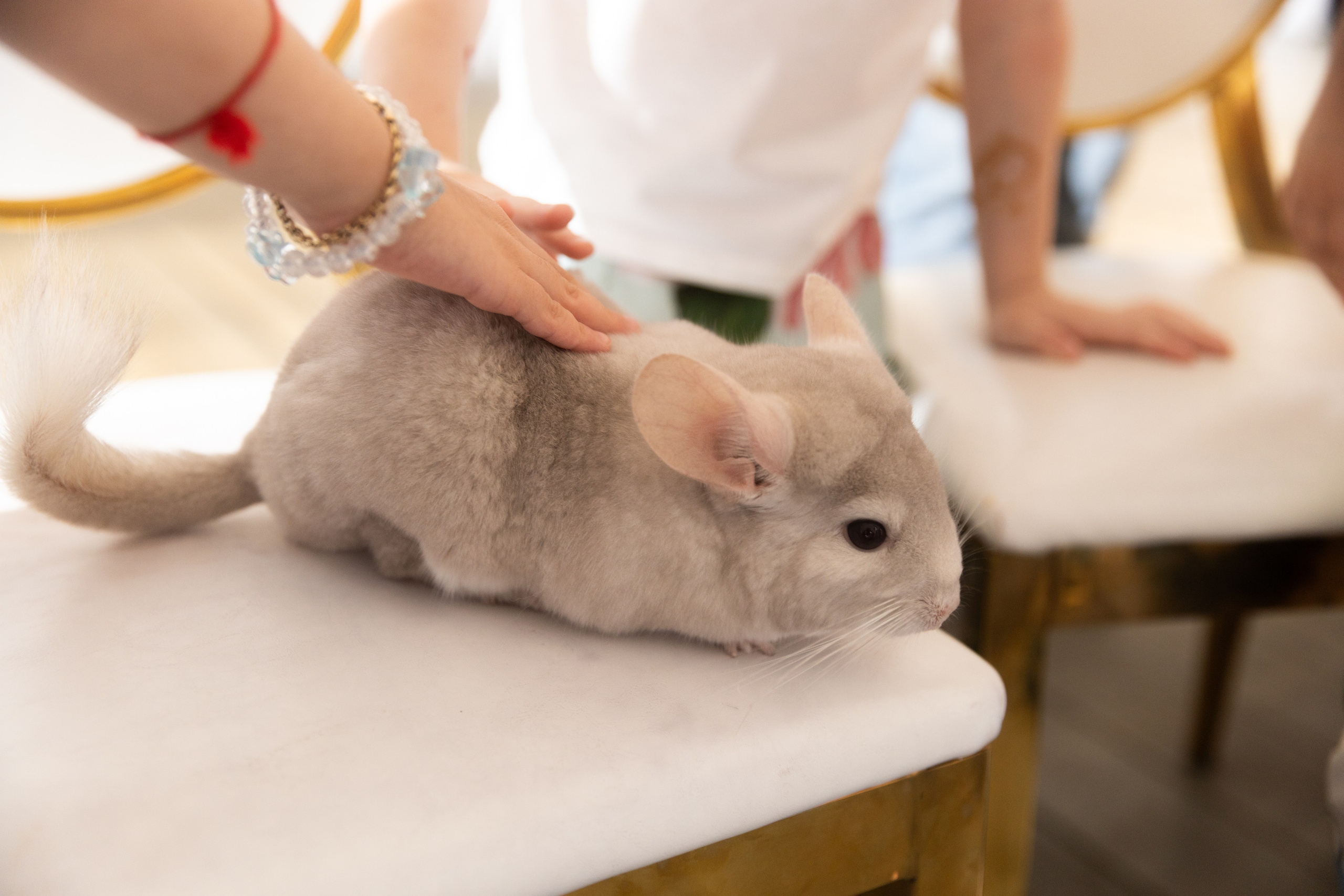 Оливия, 5 лет, Новорижскяа застава. Свадебный фотограф | Москва