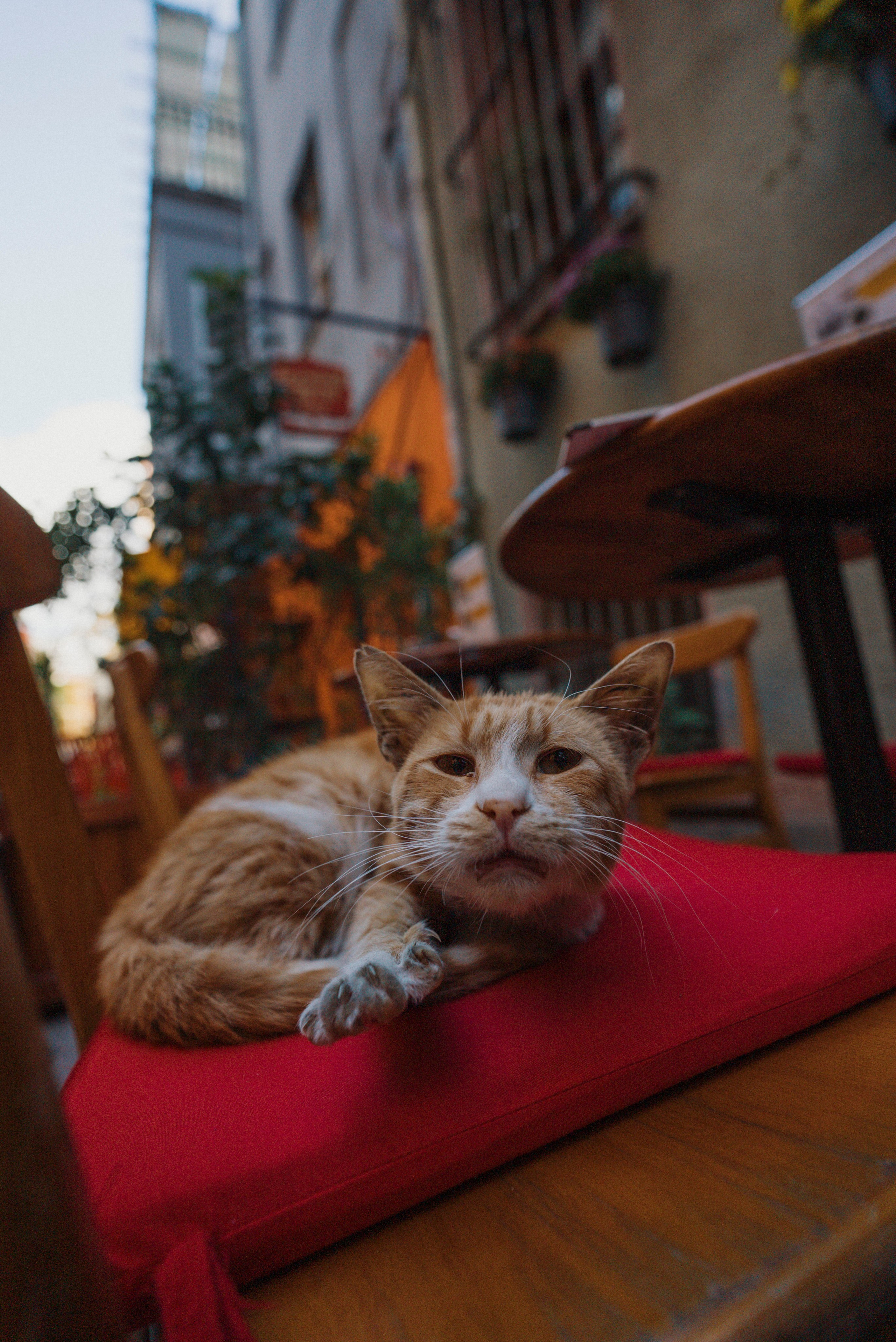 СТАМБУЛ. Стрит-фотография, полная абсурда, идиотизма и красоты